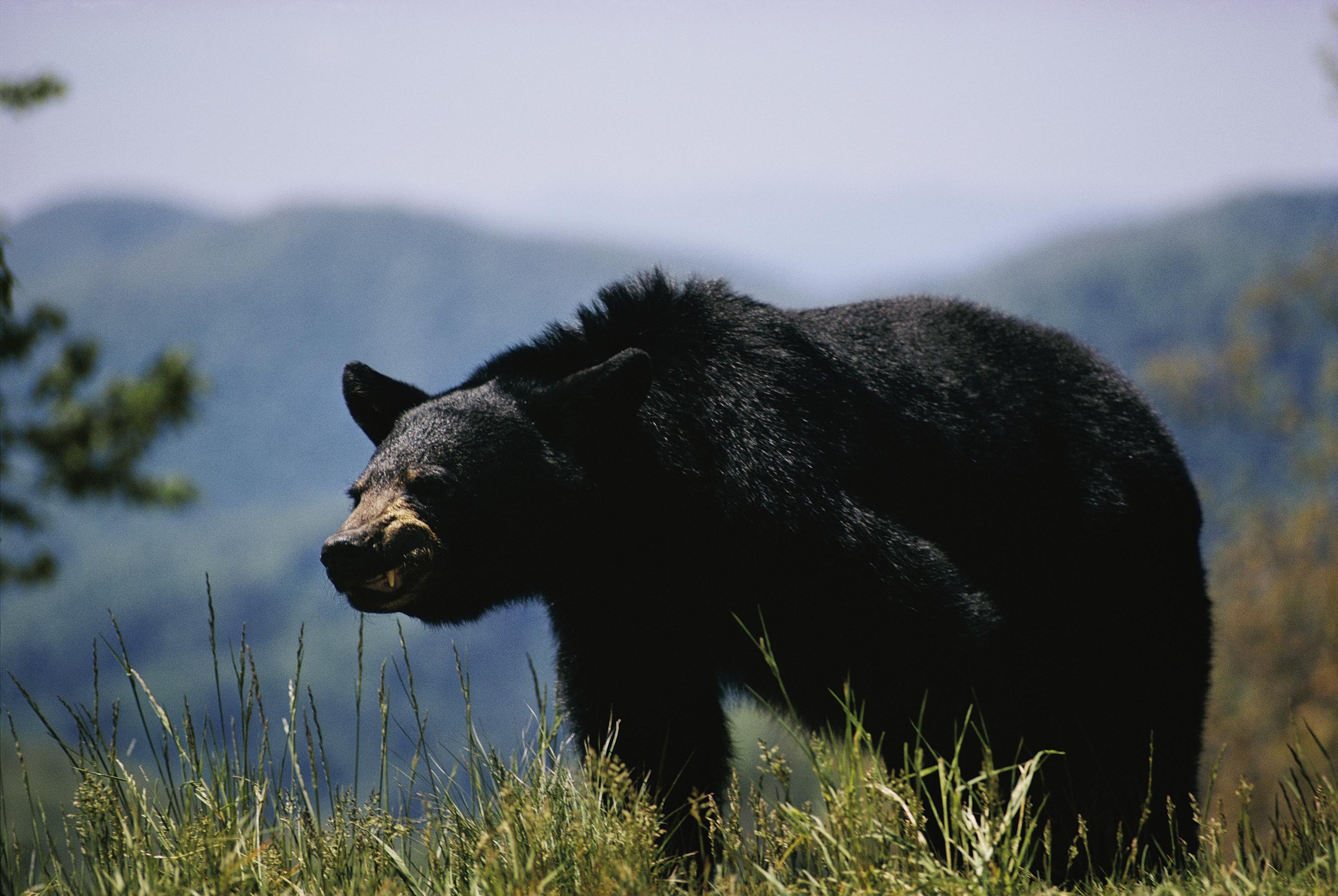 2700x1809 Spring Black Bear Hunters Reminded of Key Regulations Hunting and Fishing Information