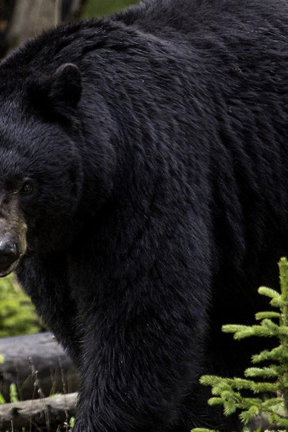 1200x1800 Black bear breaks into cabin, injures vacationing man, wildlife officials say