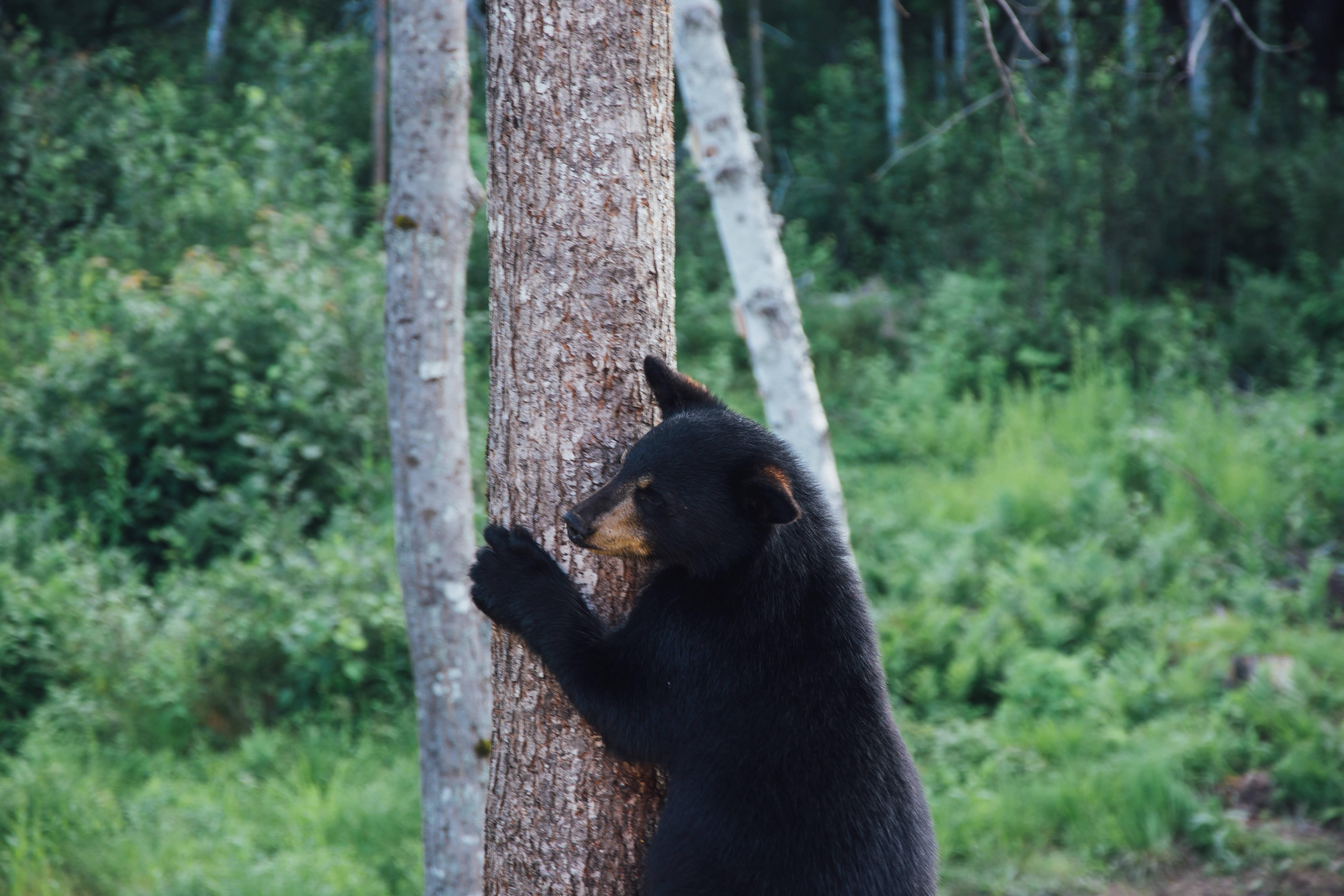 6000x4000 Download American Black Bear Climbing Wallpaper