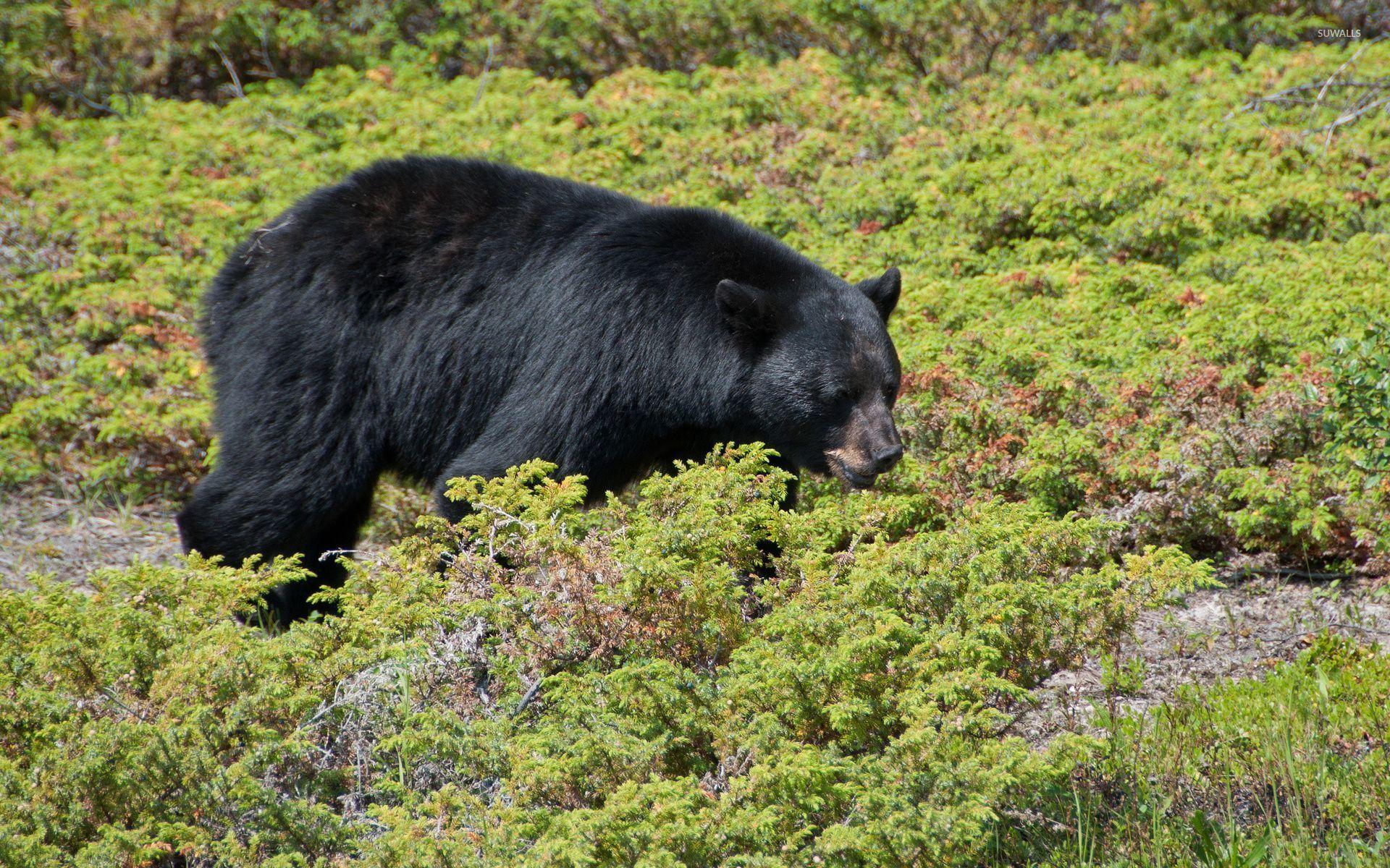 1920x1200 Black bear walkingen small plants wallpaper wallpaper