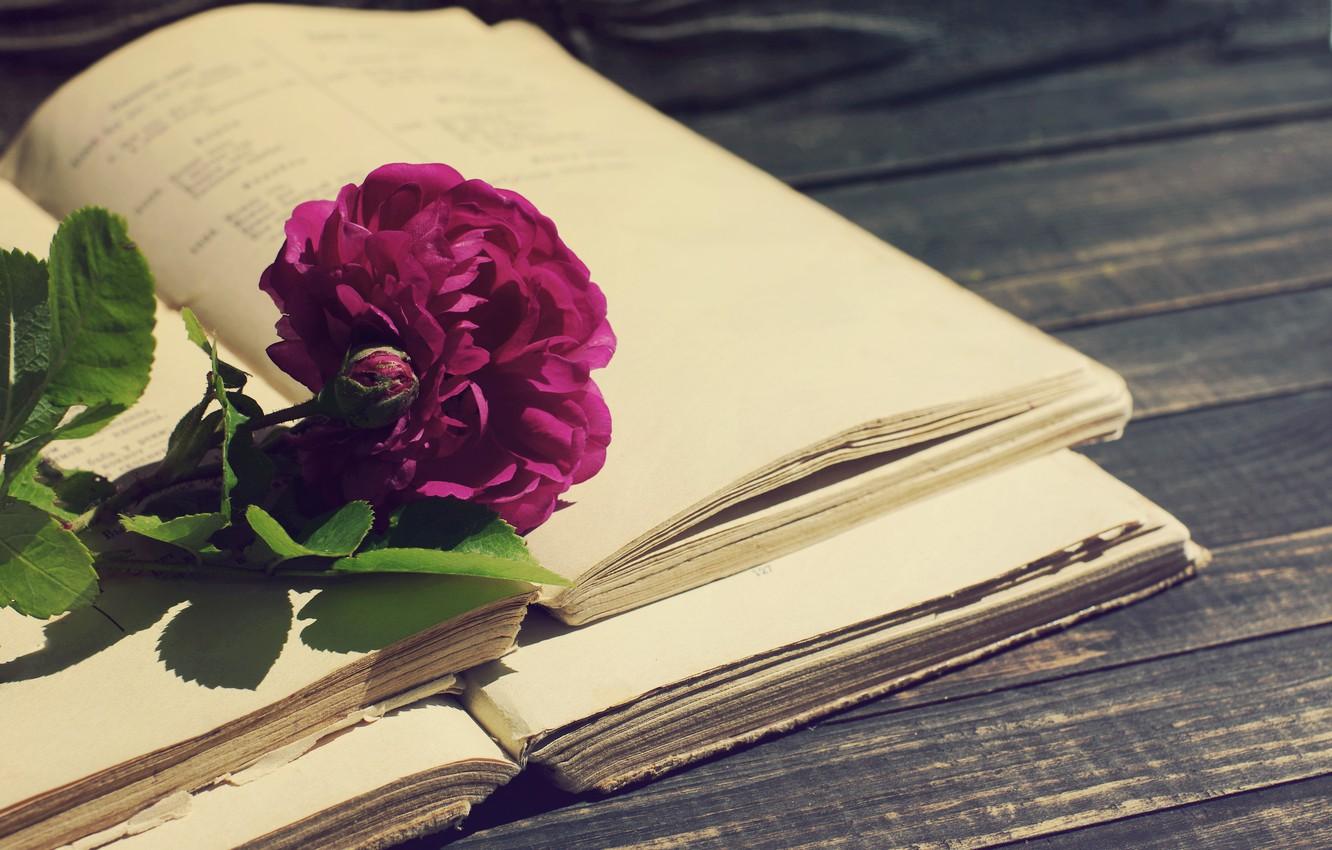 1332x850 Wallpaper rose, vintage, wood, flowers, beautiful, purple, book image for desktop, section цветы