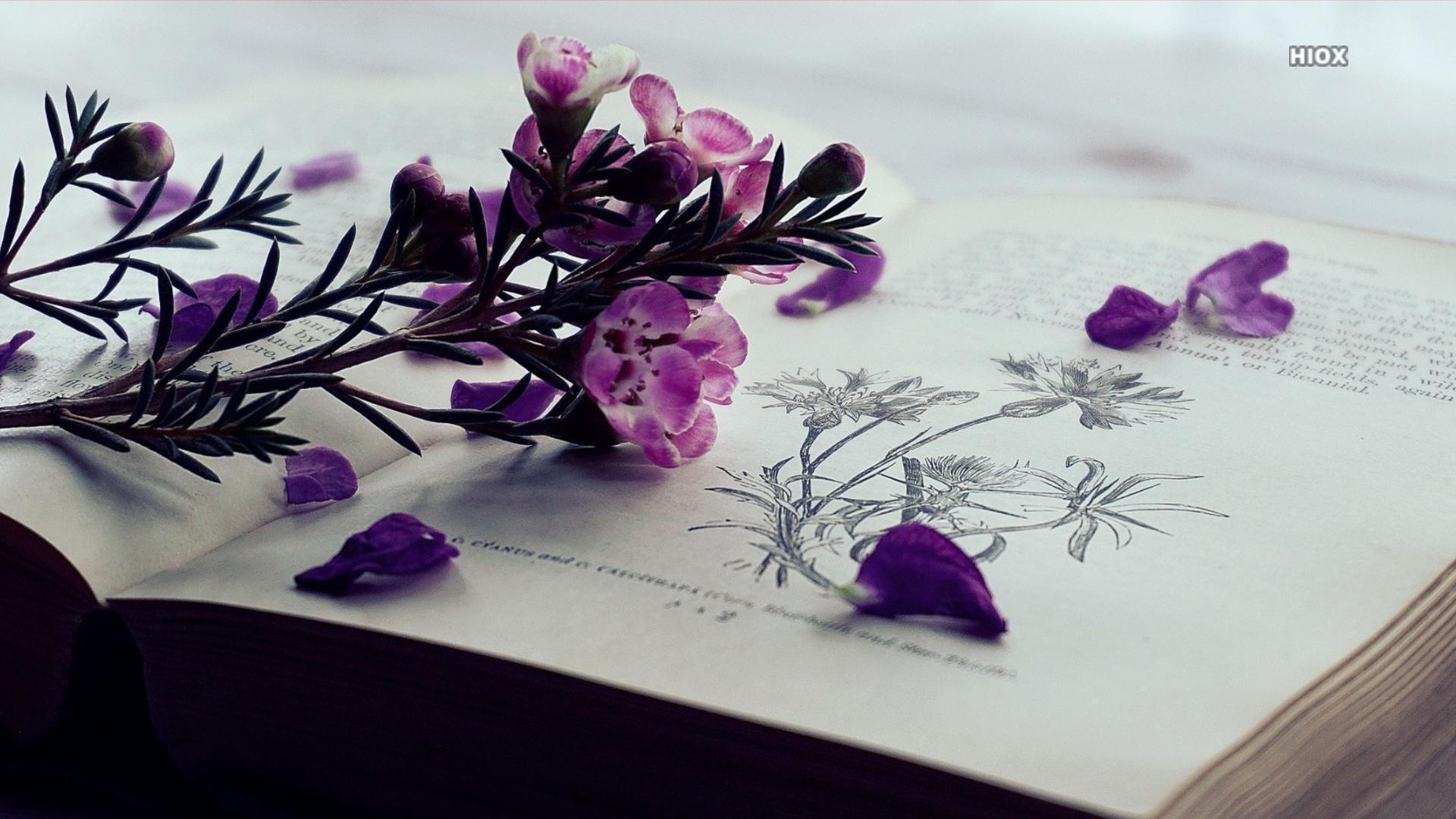 Flowers and Book Wallpapers - Top Free Flowers and Book Backgrounds ...