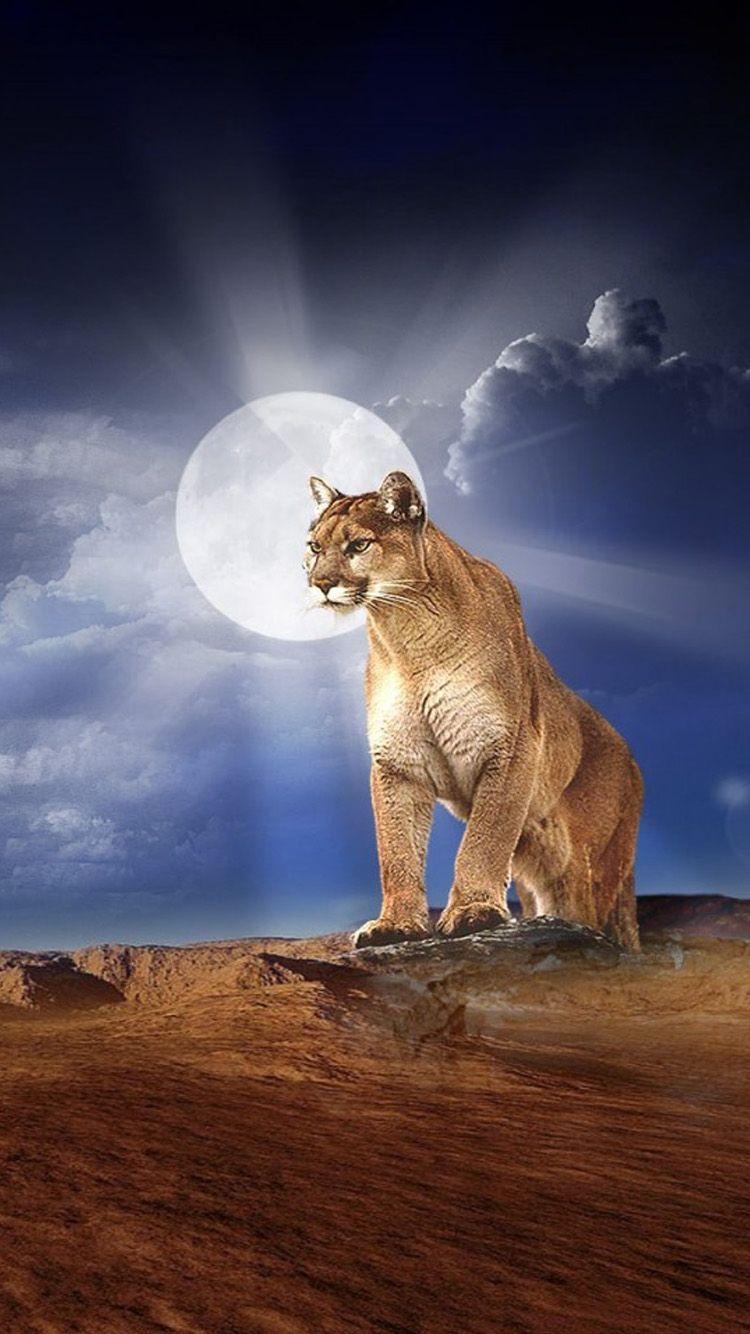 Mountain Lion Wallpapers Top Free Mountain Lion Backgrounds Wallpaperaccess