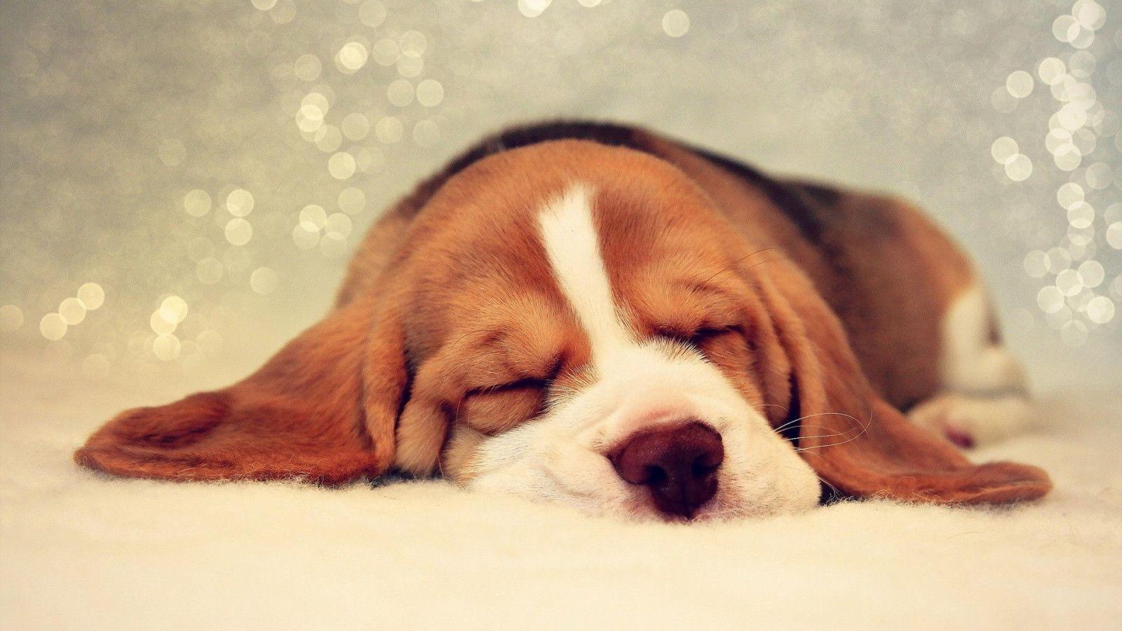 1600x900 Baby Beagles Wallpaper