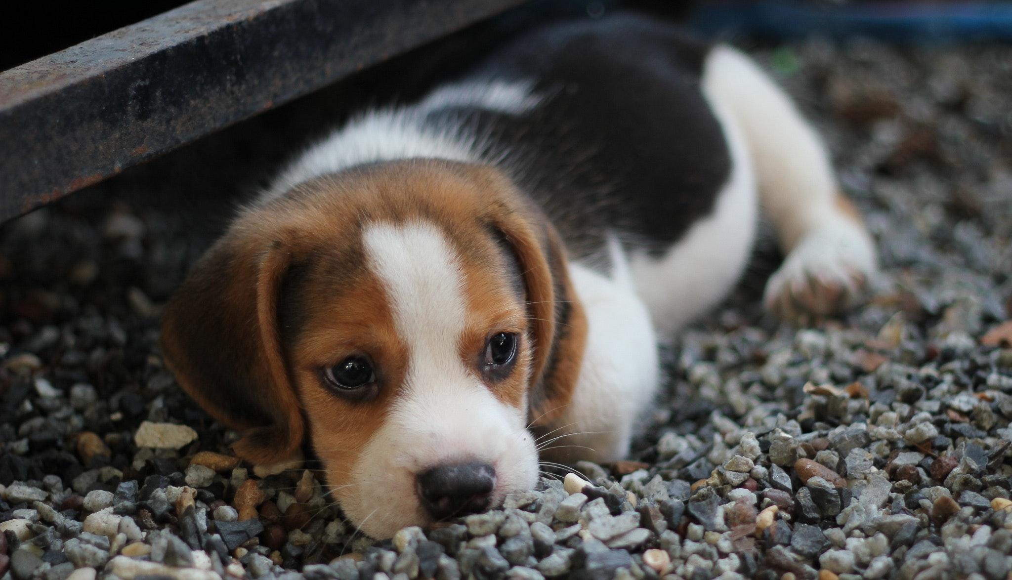 2048x1174 Cute Beagle Puppy Lying Down