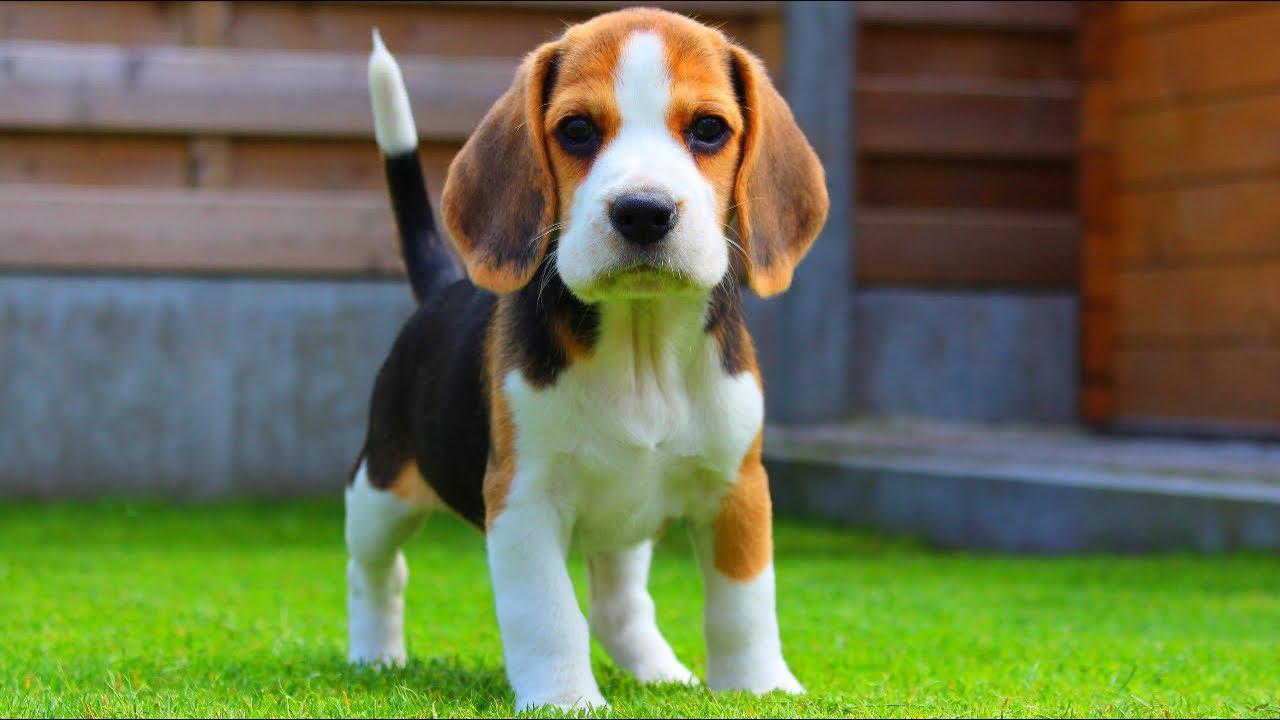 1280x720 Beagle Puppy From 8 Weeks to 8 Months : Cute Puppy Marie
