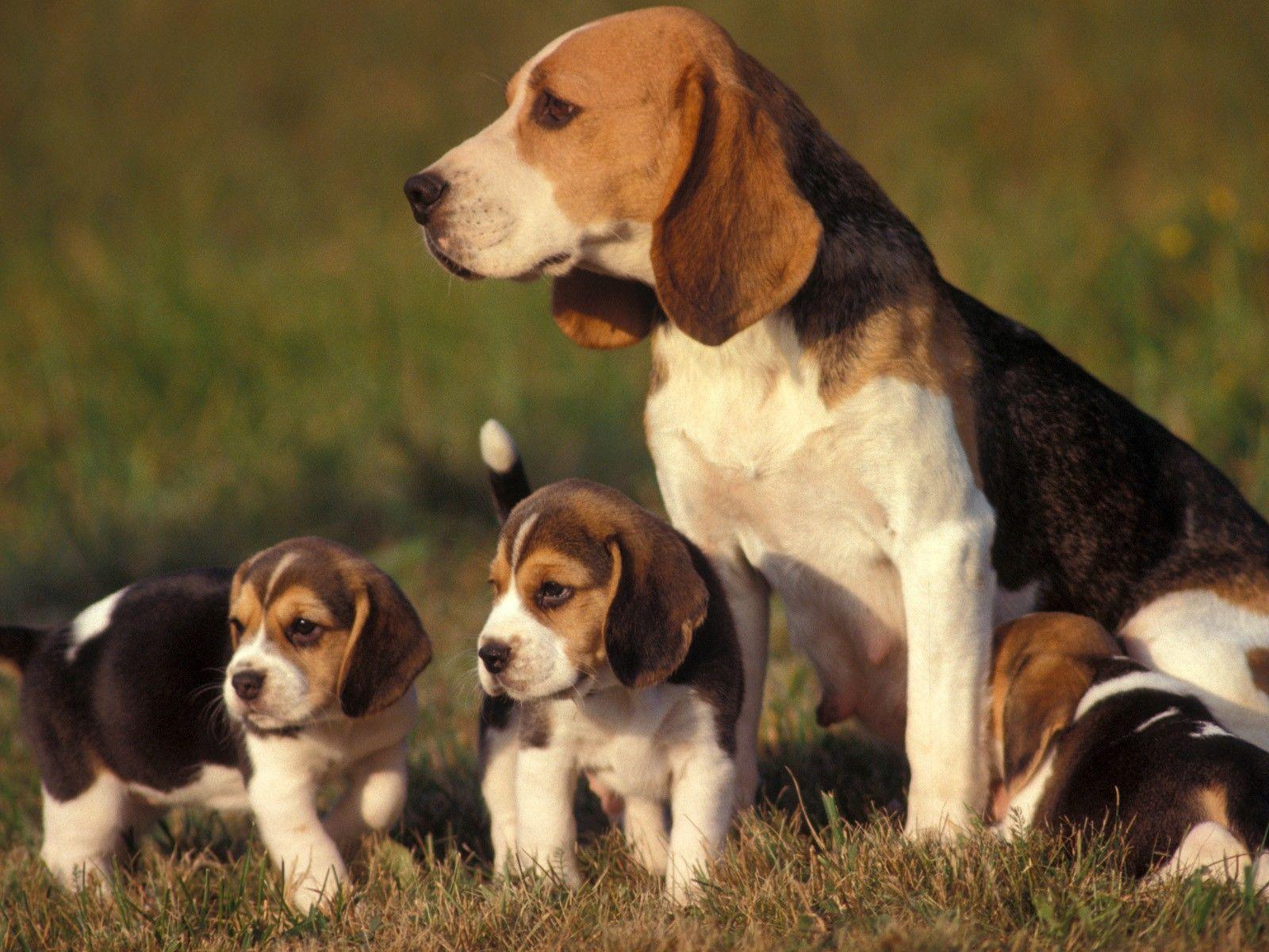 1600x1200 Beagle Puppies. Cute beagles, Beagle puppy, Beagle dog