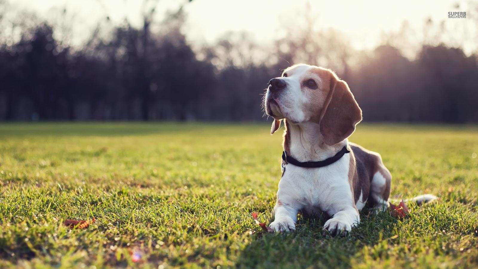 1600x900 Beagle