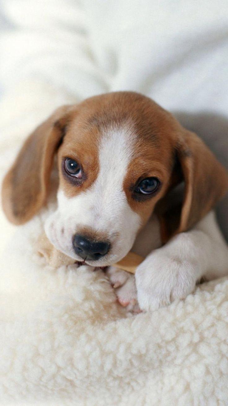 Beagle Puppies Wallpapers - Top Free Beagle Puppies Backgrounds ...