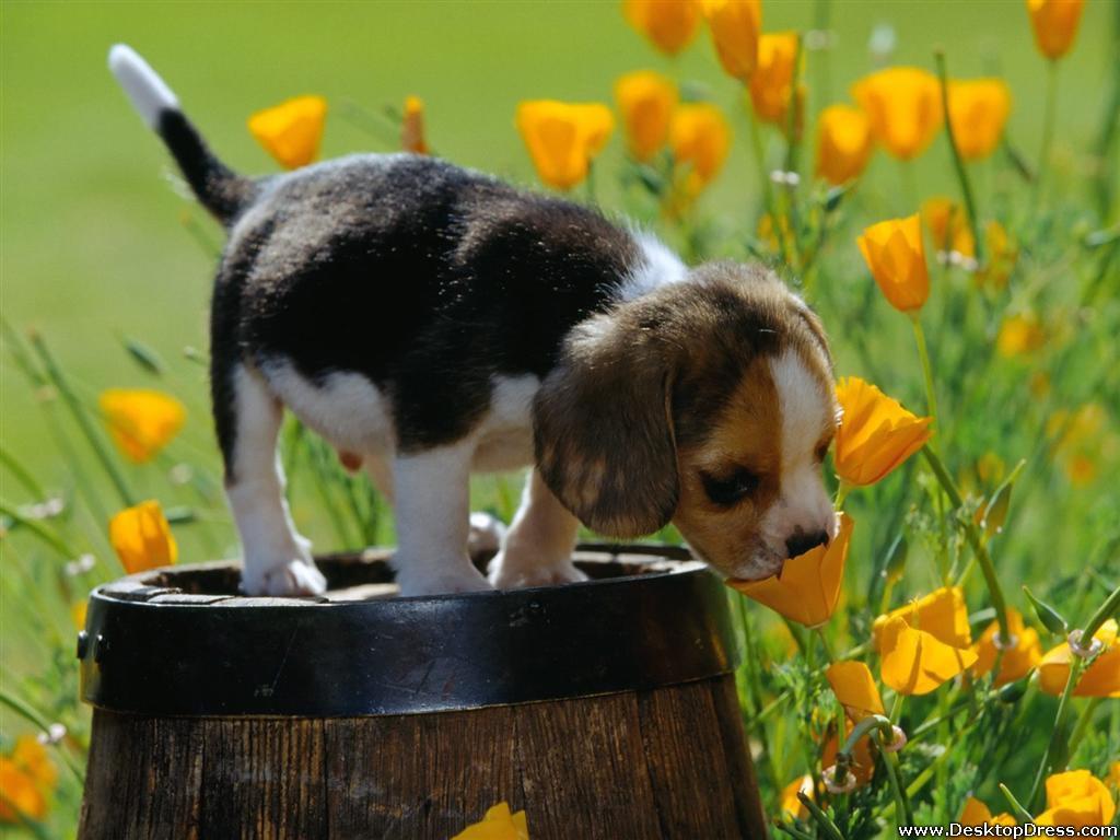 1024x768 Desktop Wallpaper Animals Background Spring Scents, Beagle Puppy