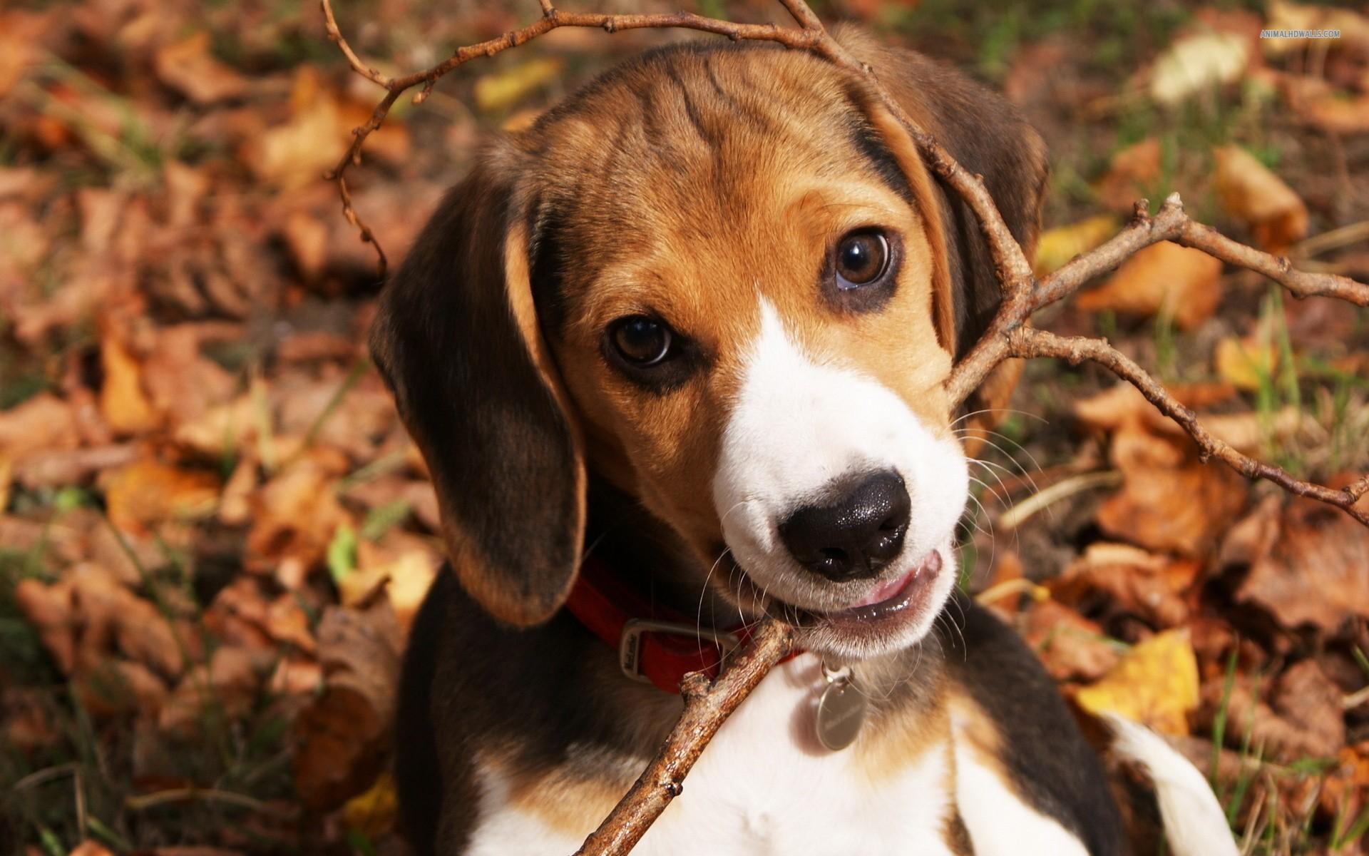 1920x1200 Beagle puppy, dog, animal, animals wallpaper. Beagle puppy, dog, animal, animals