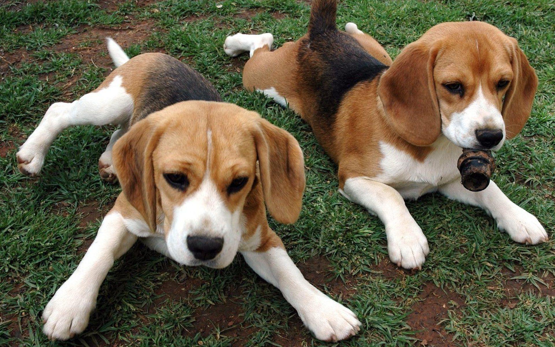 1920x1200 Resting Beagle puppies wallpaper wallpaper