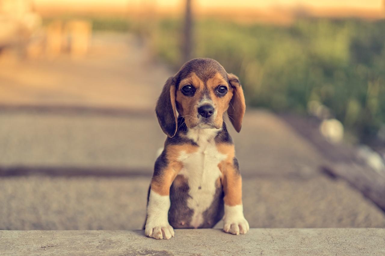 1280x853 Desktop Wallpaper Puppy Beagle dog Paws Animals