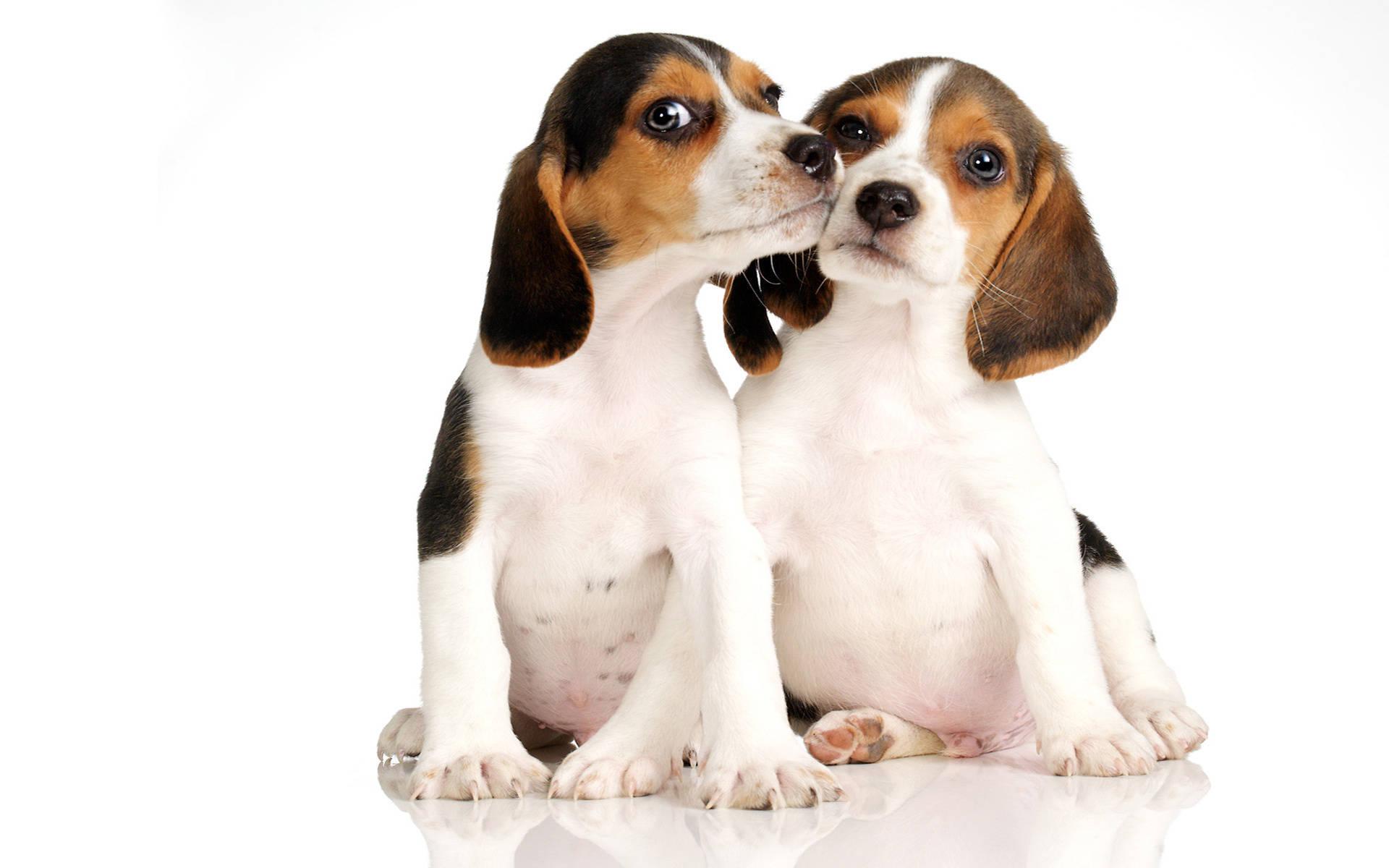 1920x1200 Download Two Beagle Puppies Wallpaper