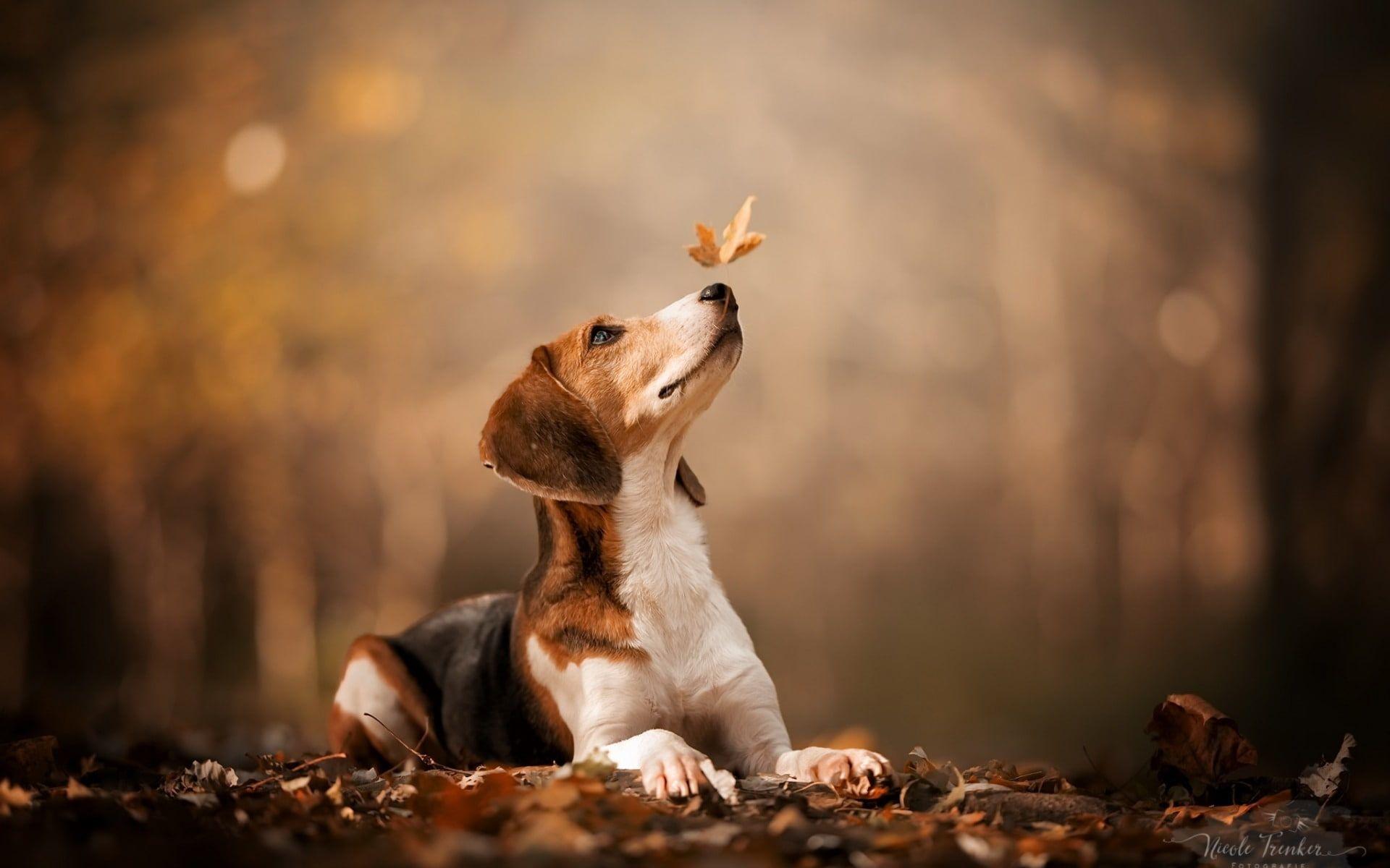 1920x1200 beagle #autumn #leaf #photography #dogs #Animal P #wallpaper #hdwallpaper #desktop. Cute dog wallpaper, Dog photograph, Pet dogs