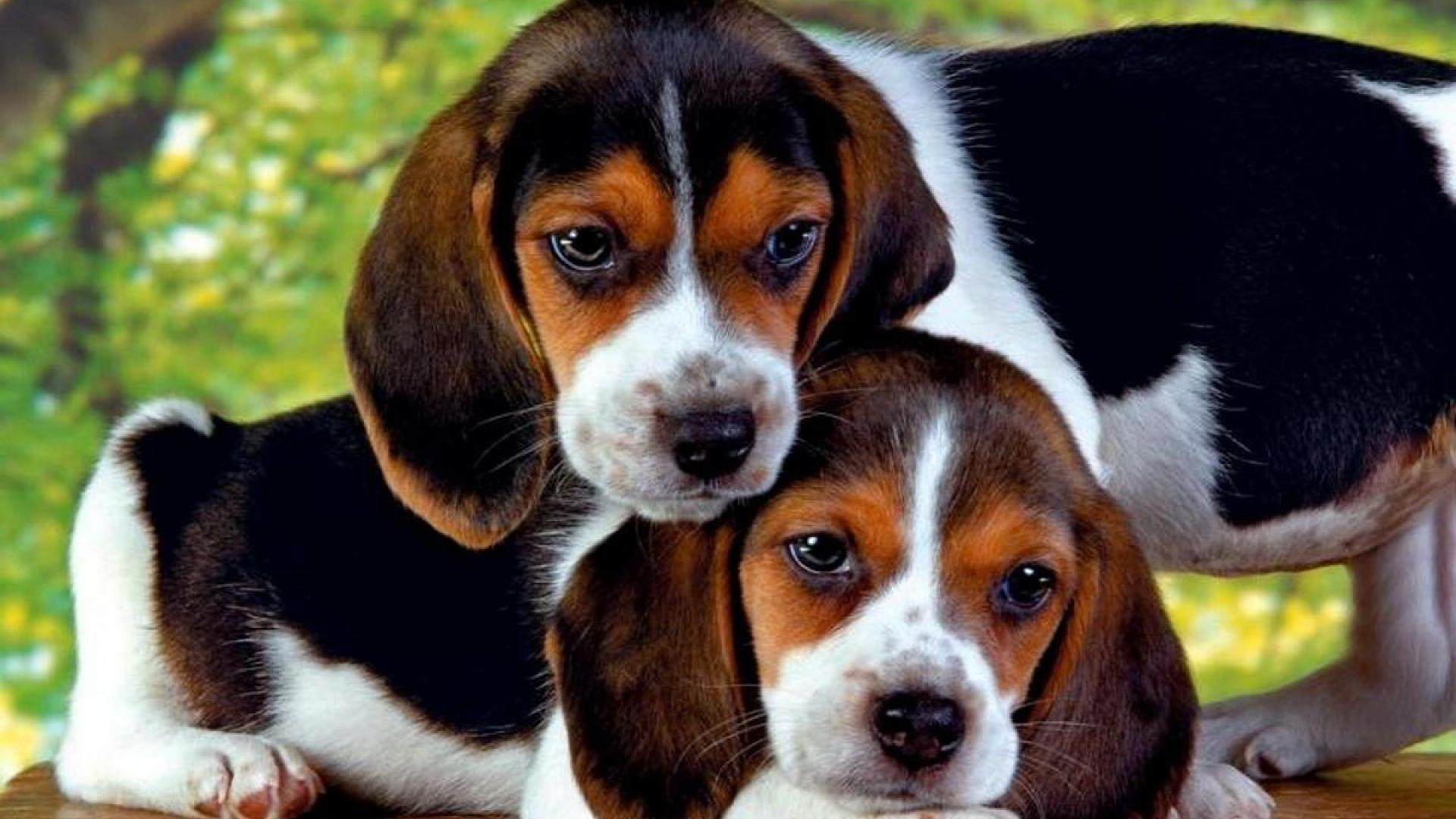 Beagle Puppies Wallpapers - Top Free Beagle Puppies Backgrounds ...