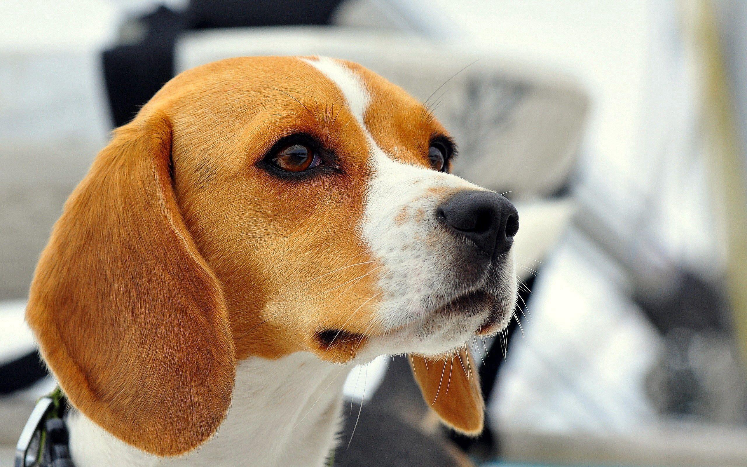 2560x1600 Download wallpaper 2560x1600 dog, beagle, muzzle, ears, puppy HD background
