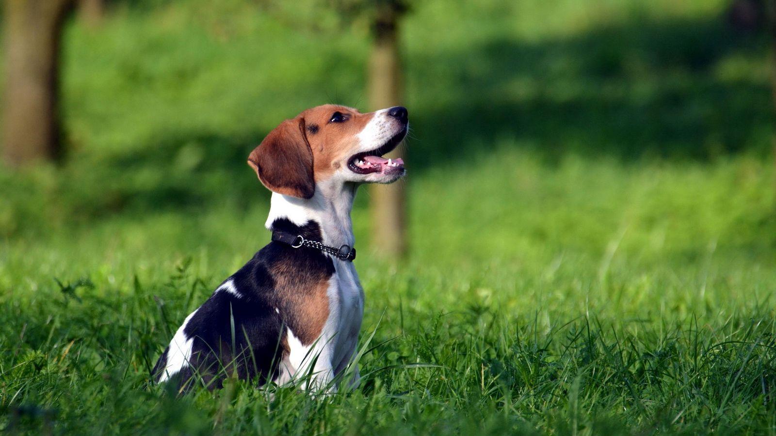 1600x900 Download wallpaper 1600x900 beagle, puppy, grass, dog collar, waiting widescreen 16:9 HD background