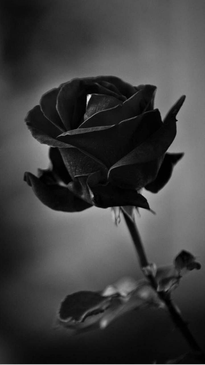 720x1280 Black rose wallpaper by tubar. Black roses wallpaper, Black and white picture wall, Black rose flower