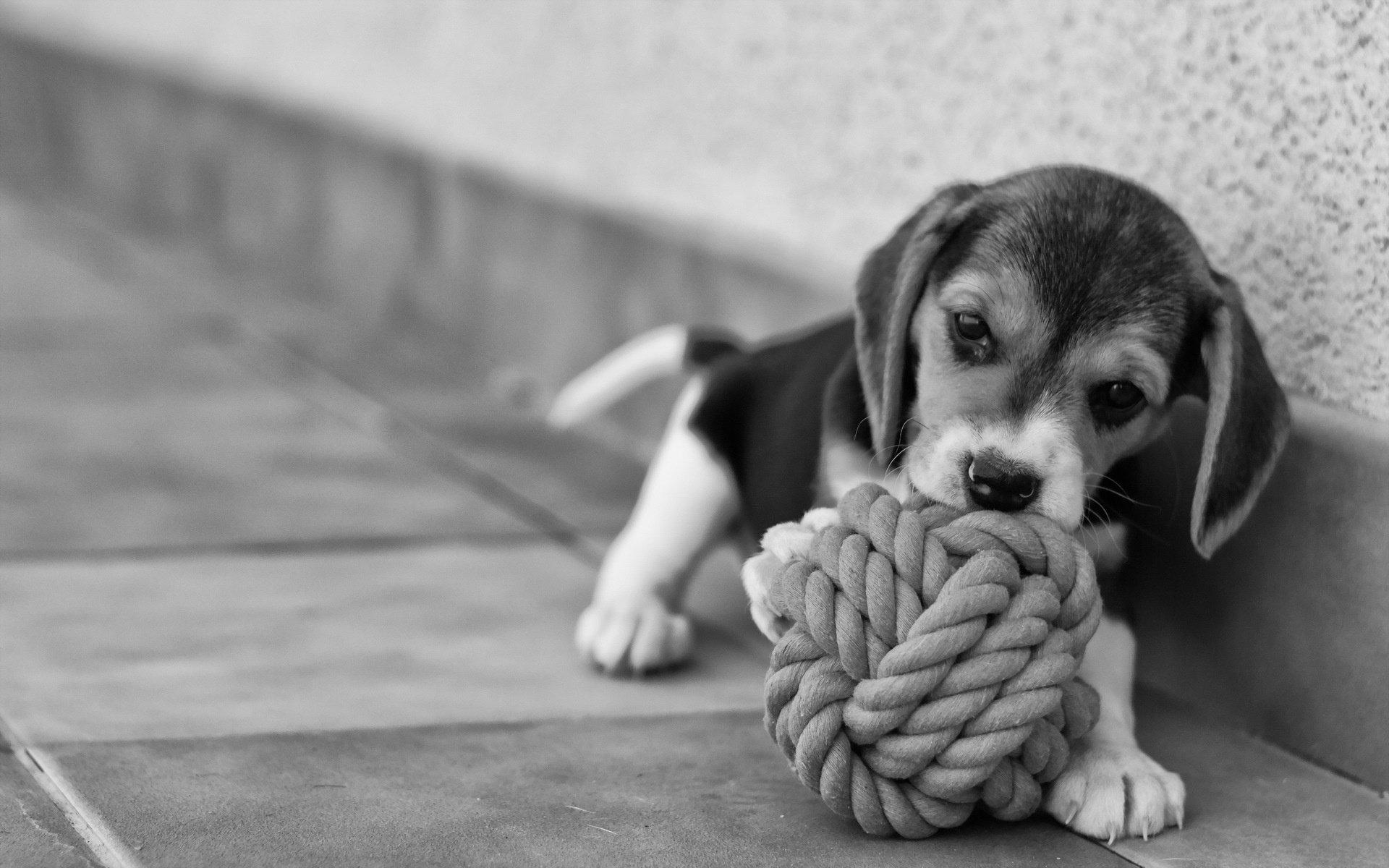 1920x1200 beagle, Dog, Puppy, Baby Wallpaper HD / Desktop and Mobile Background