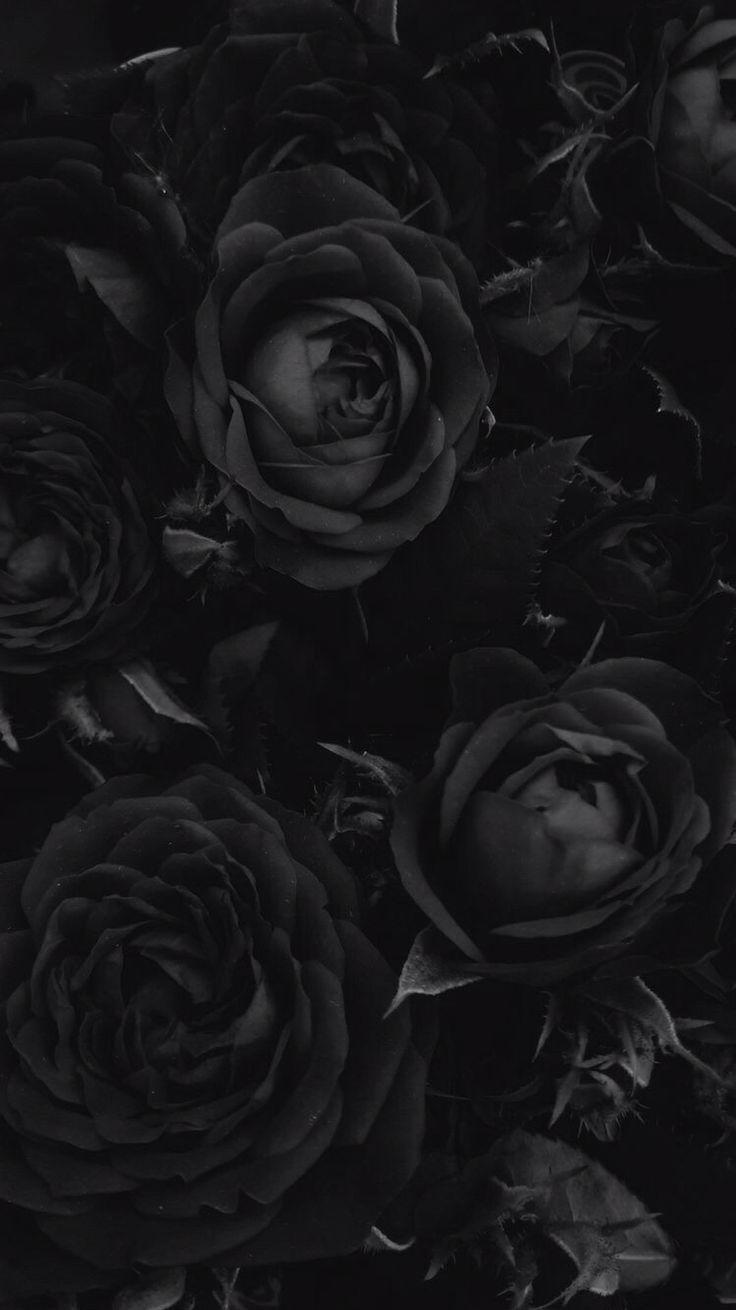 736x1310 Black Rose Phone Wallpaper