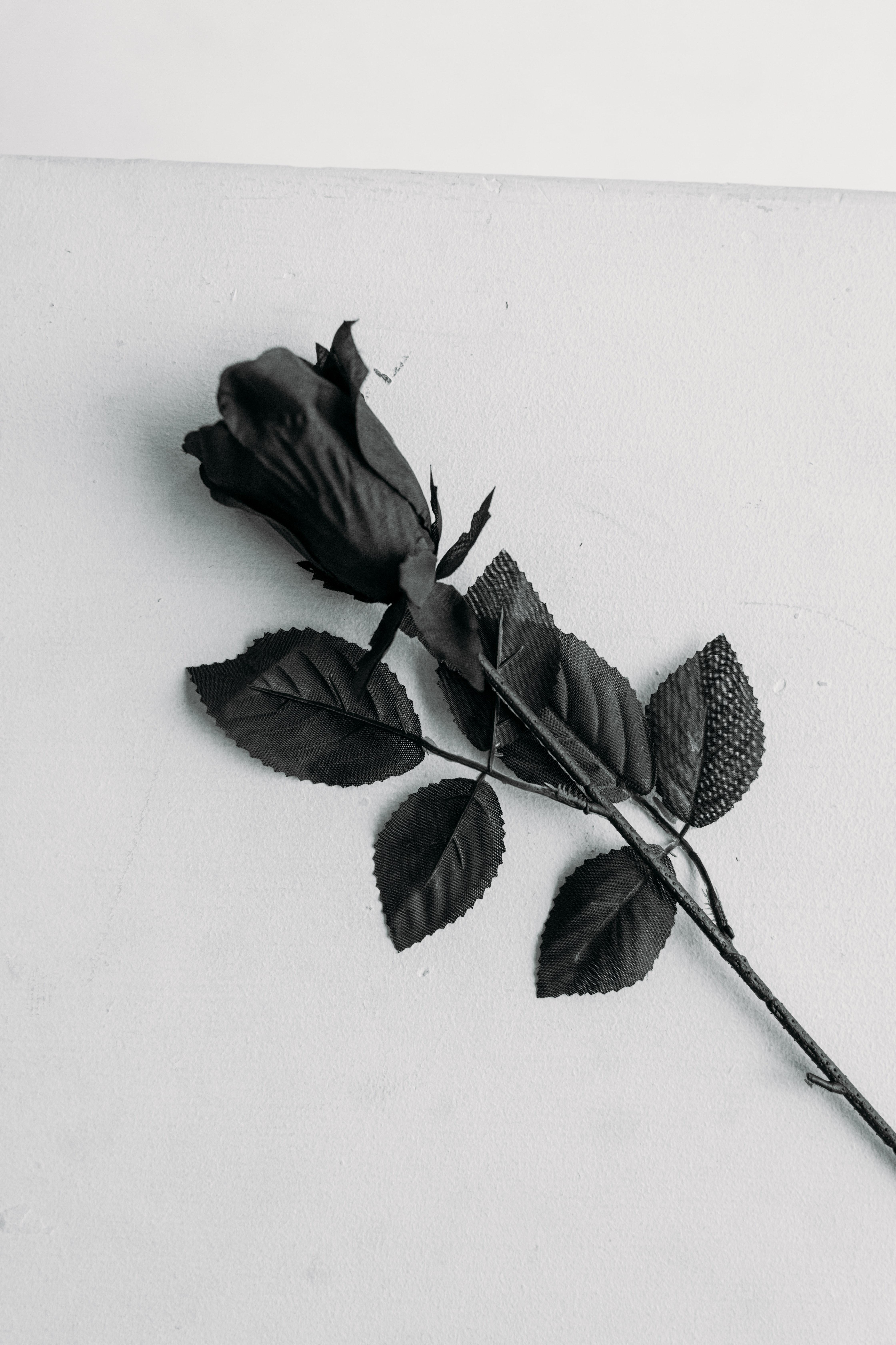 4480x6720 Black Rose Photo, Download Free Black Rose & HD Image
