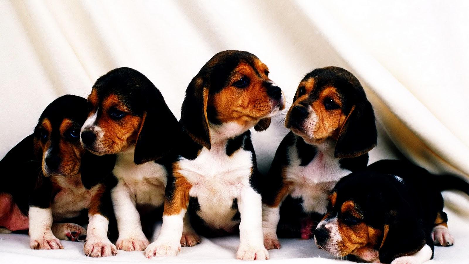 1600x900 CUTE PUPPIES HD WALLPAPERS COLLECTION For Windows 7. picture. Image CUTE PUPP