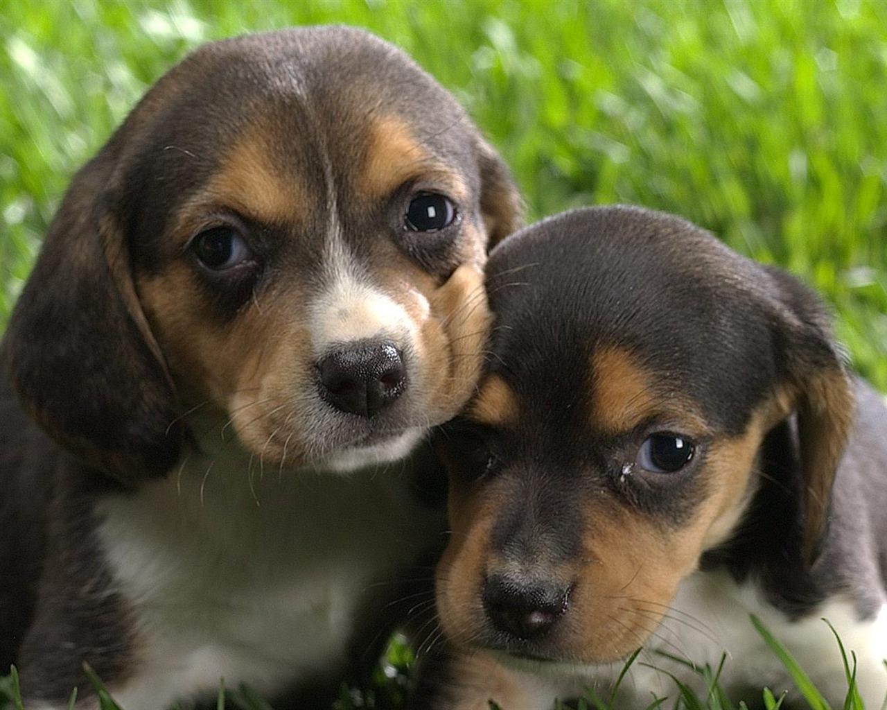 1280x1024 Beagle puppies wallpaper