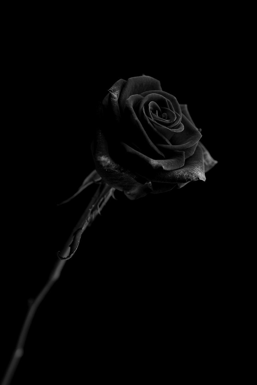 854x1280 Rose Black Wallpaper