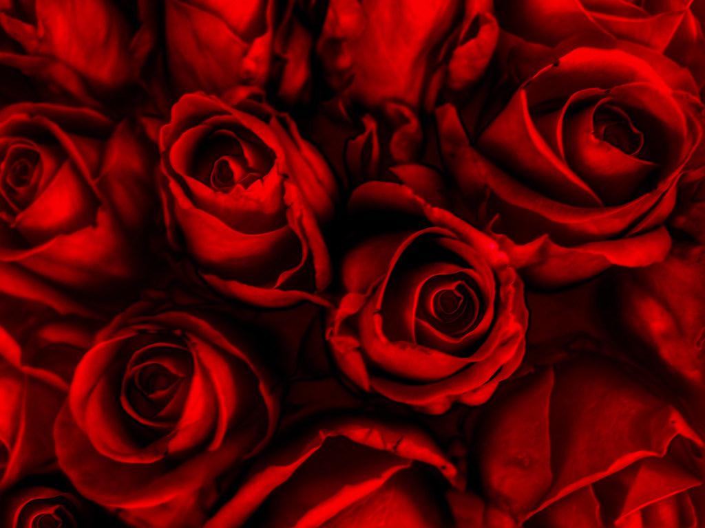 1024x768 Bloody Roses. A background of bloody roses. It can represen