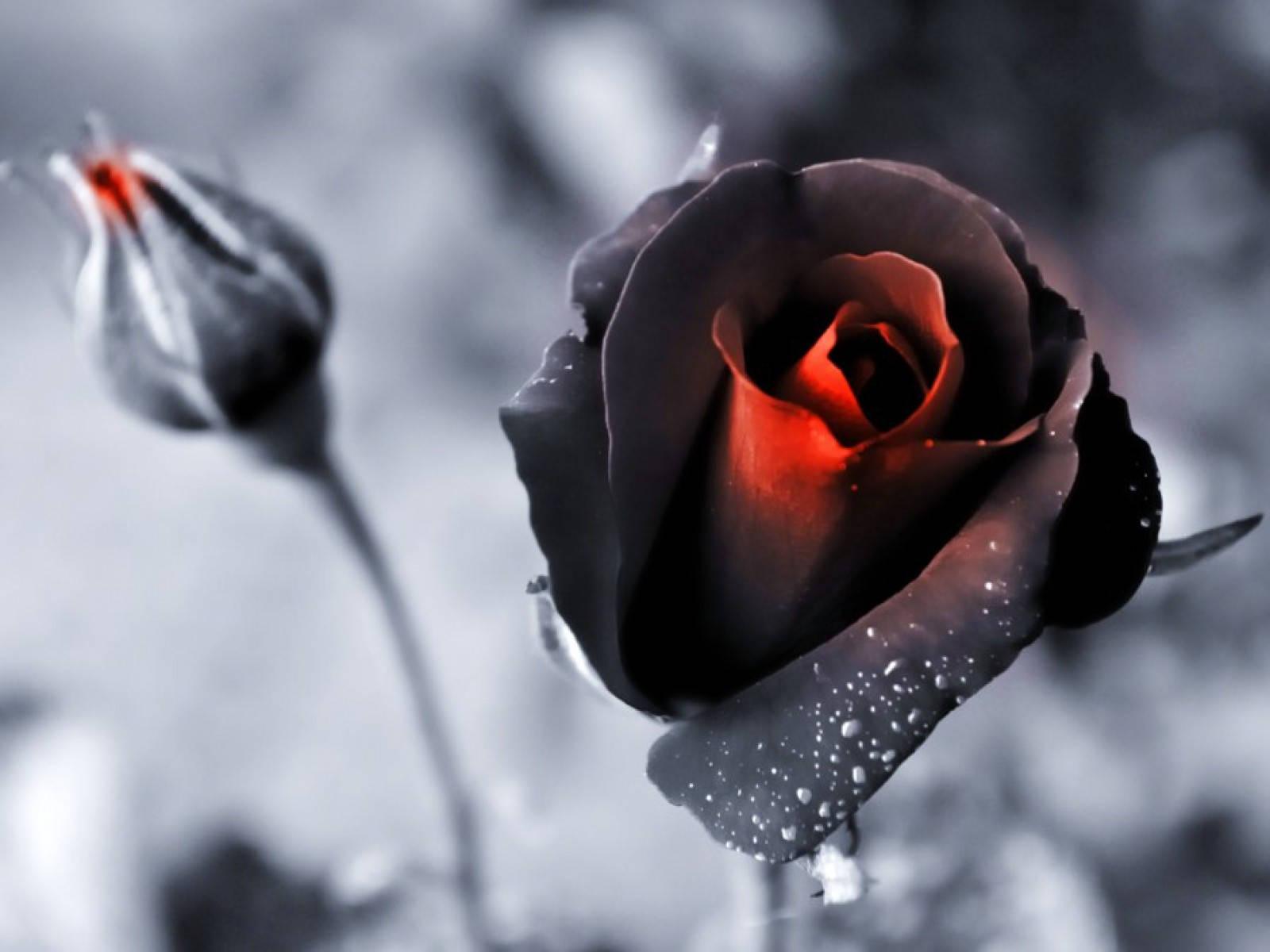 1600x1200 Download Fading Black Rose Wallpaper