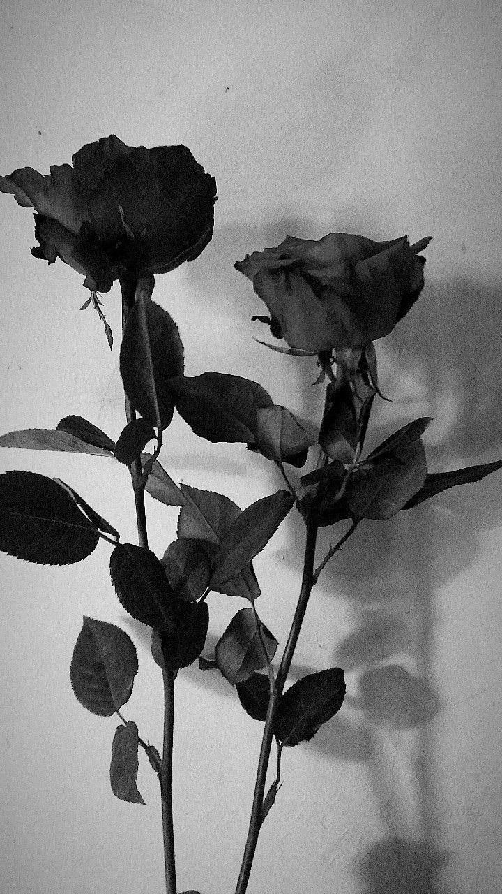 720x1280 Black rose Phone Wallpaper