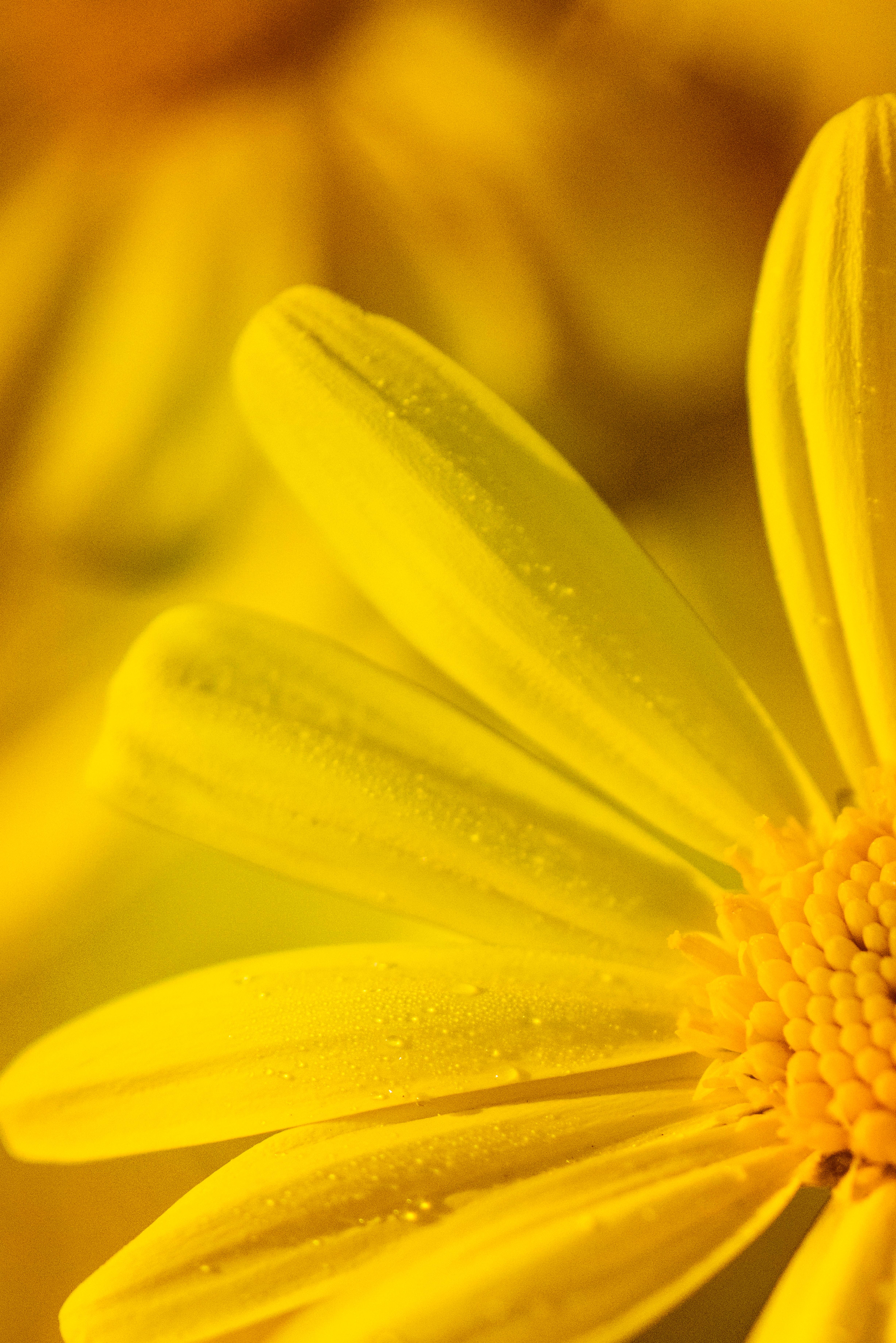4912x7360 Yellow Background Photo, Download The BEST Free Yellow Background & HD Image