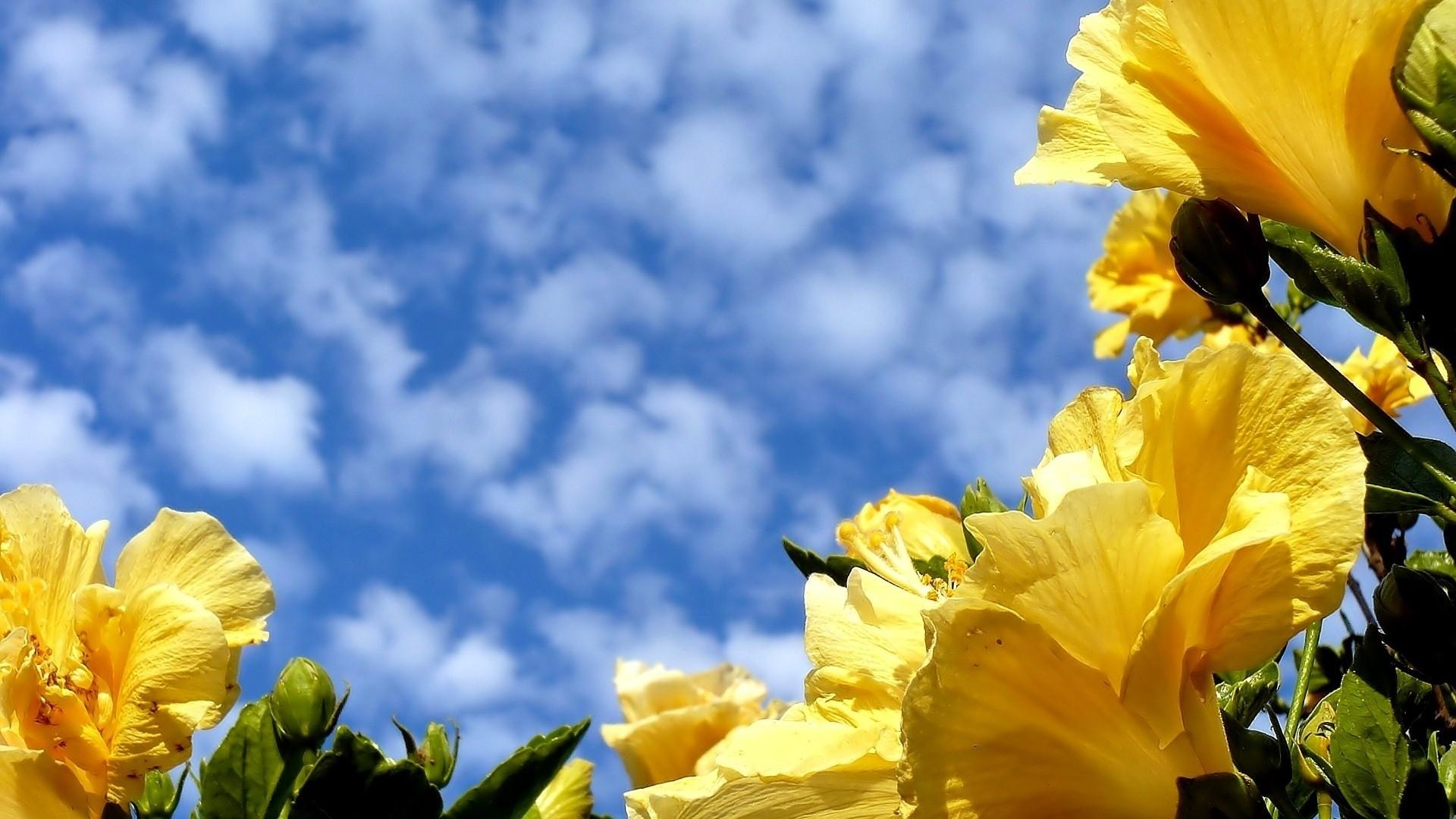 1920x1080 Yellow Flower Wallpaper