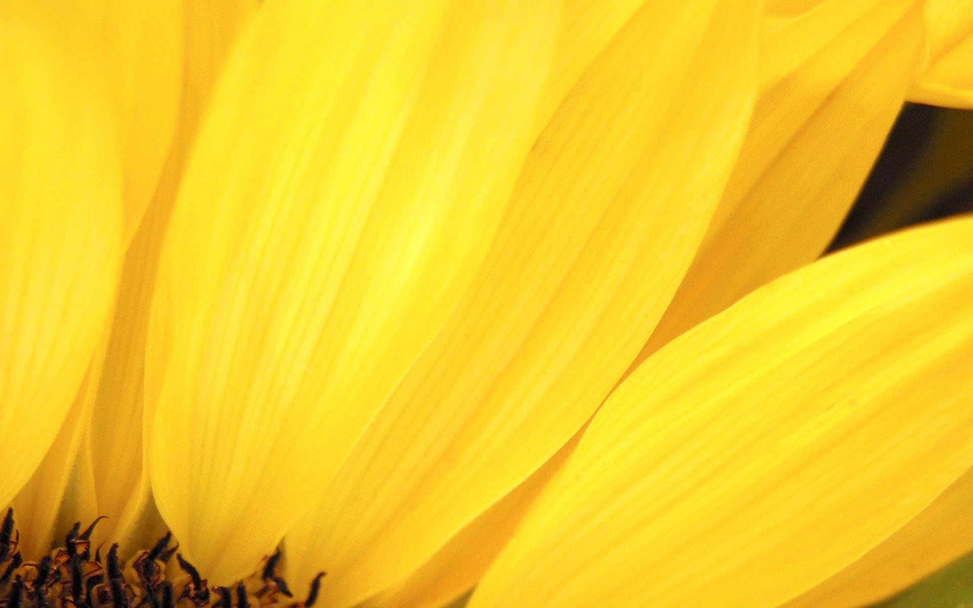 1920x1200 Yellow Picture, High Definition, High Quality, Widescreen