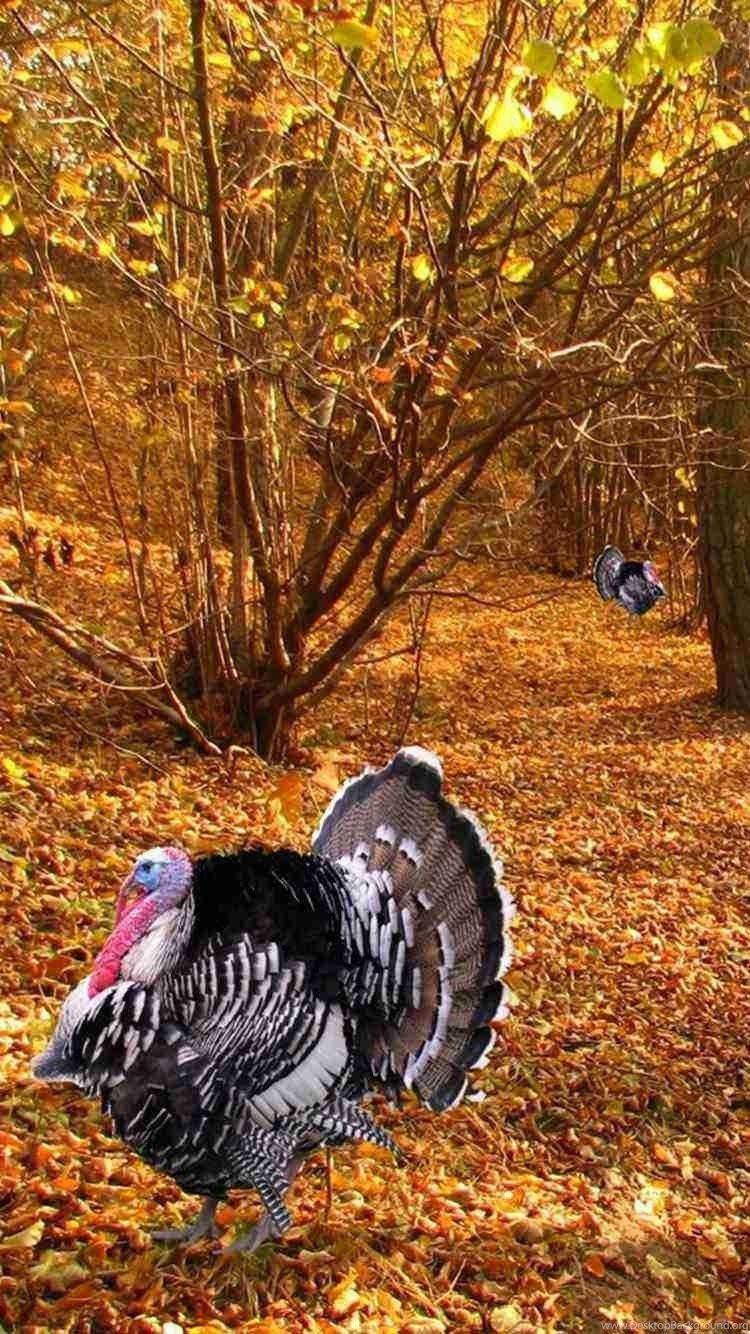 750x1334 Turkey Animals 2015 Thanksgiving iPhone 6 Wallpaper Fall Leaf