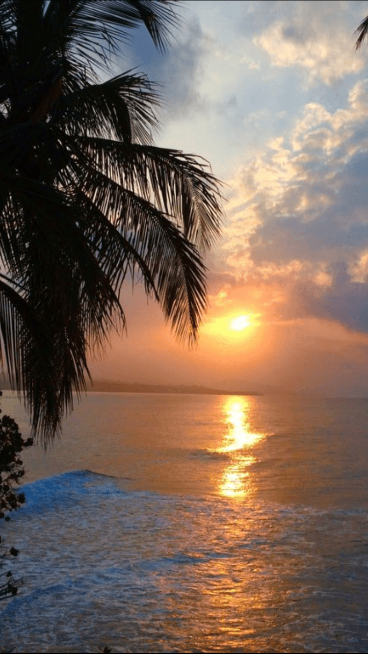 750x1334 Palms wallpaper background sea ocean beach water. Хоспаде