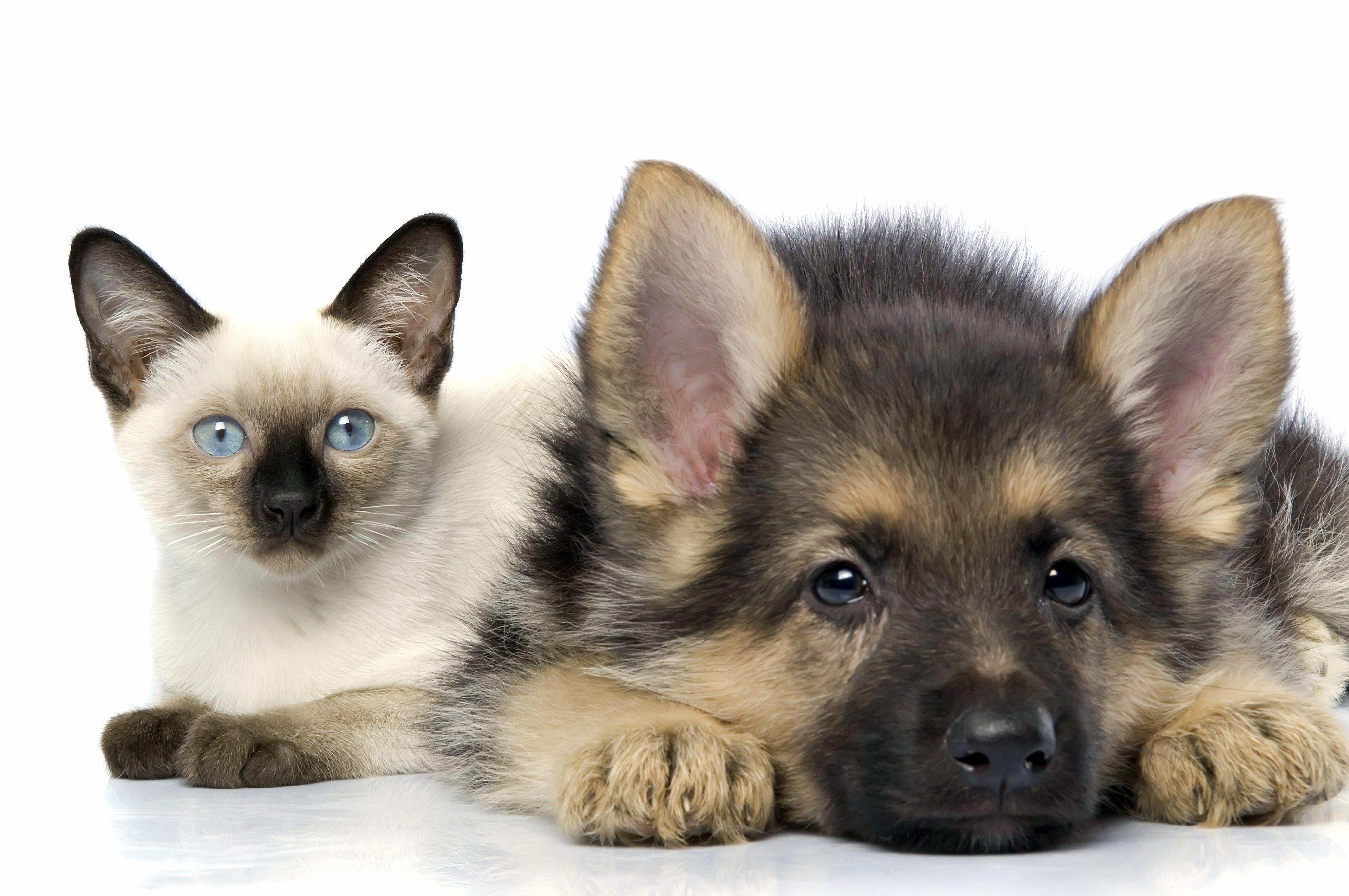 5669x3763 4K Cat & Dog Wallpaper and Background Image
