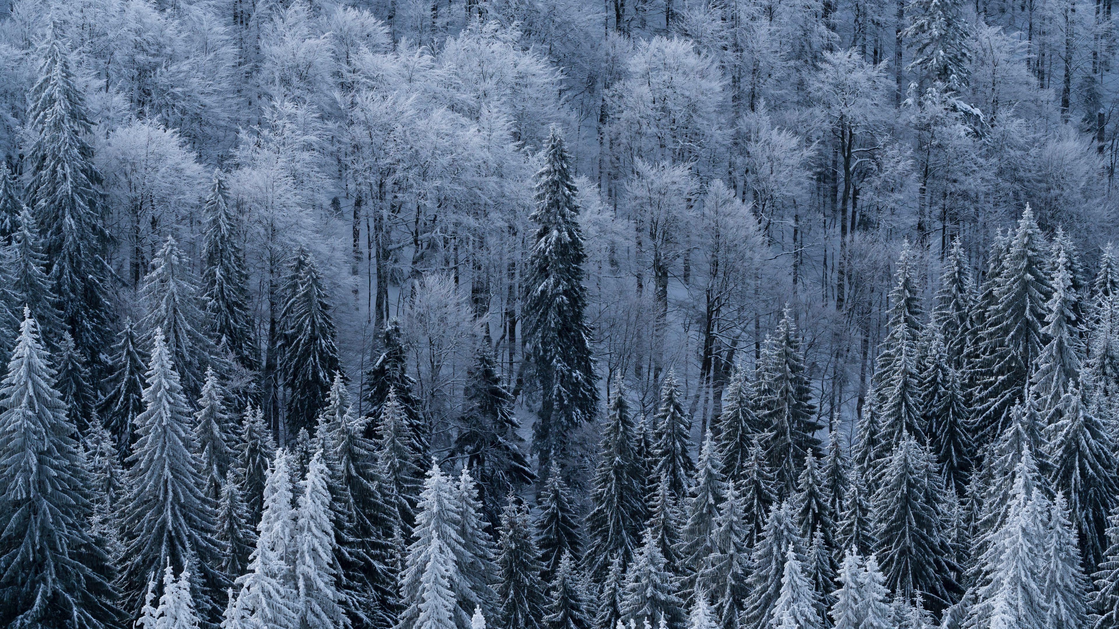 3840x2160 Wallpaper / forest, trees, aerial view, snowy, frost, winter, 4k free download