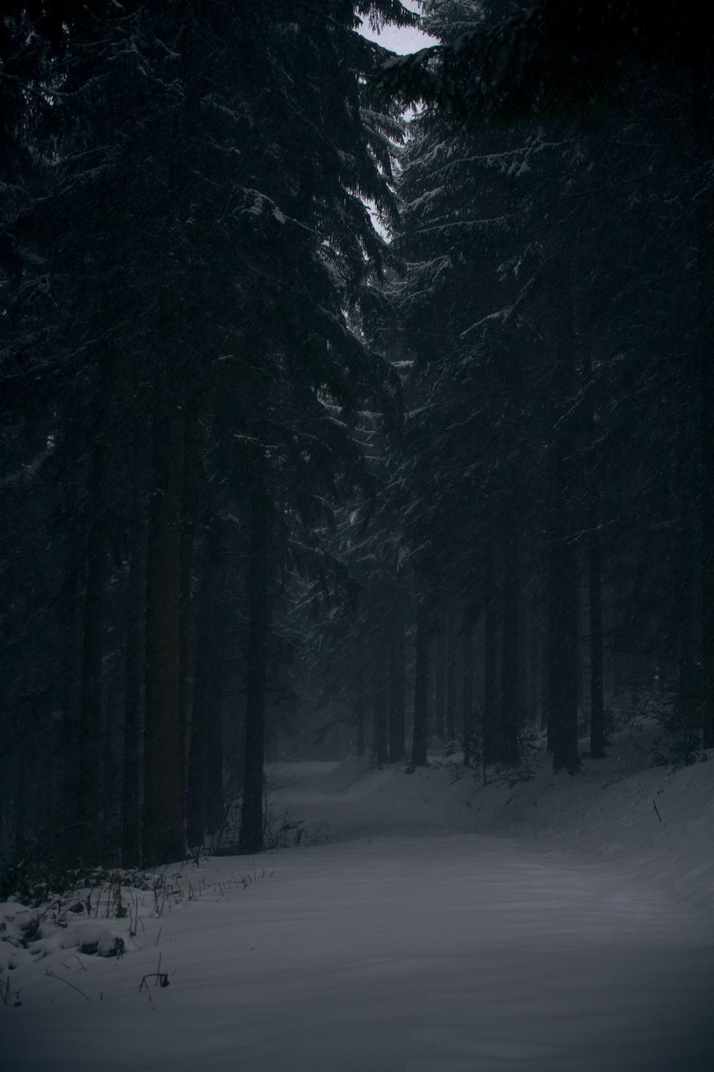1000x1500 Snow Forest Picture. Download Free Image