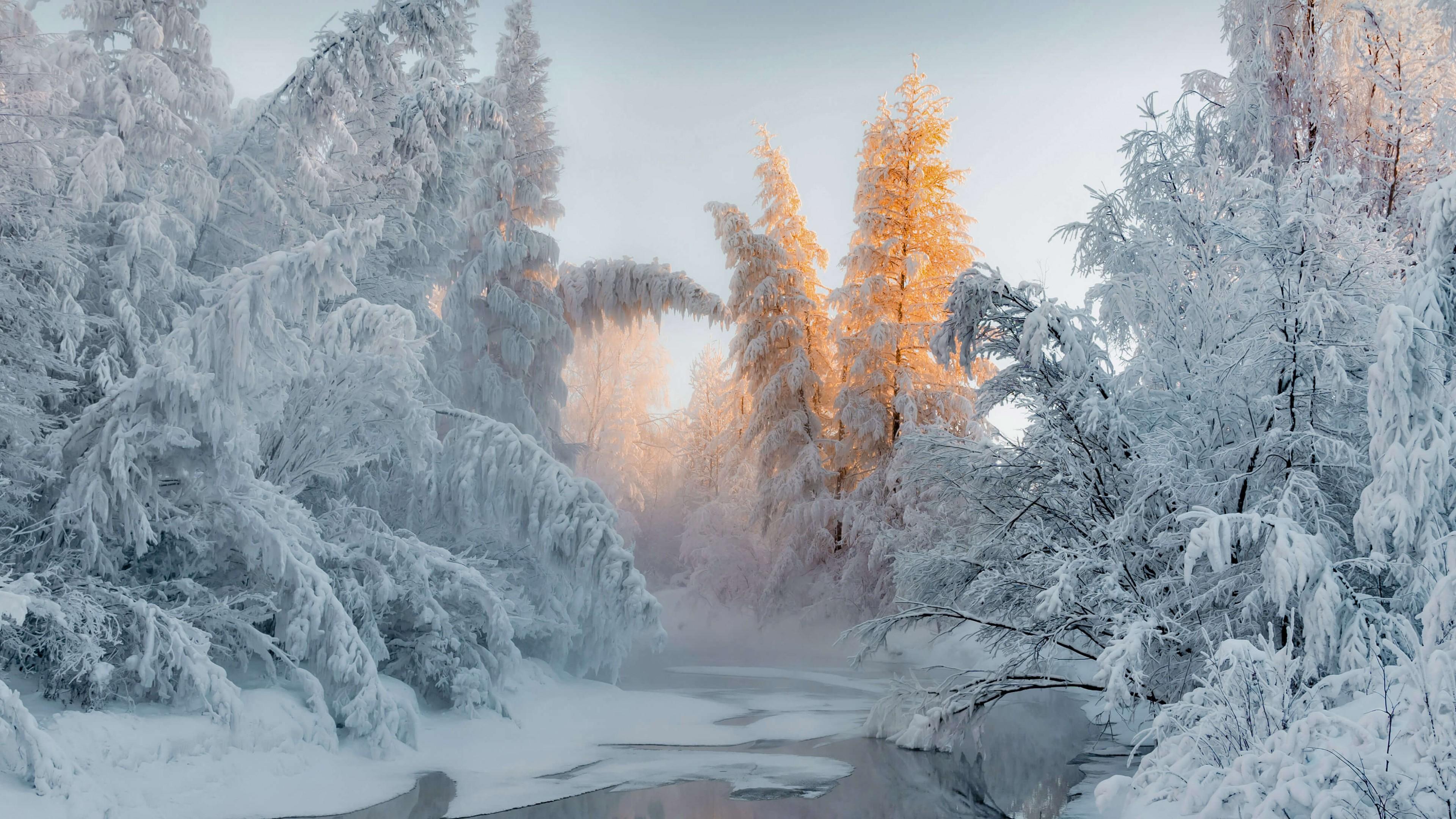 3840x2160 Wallpaper winter, forest, snow, trees, 4K, Nature