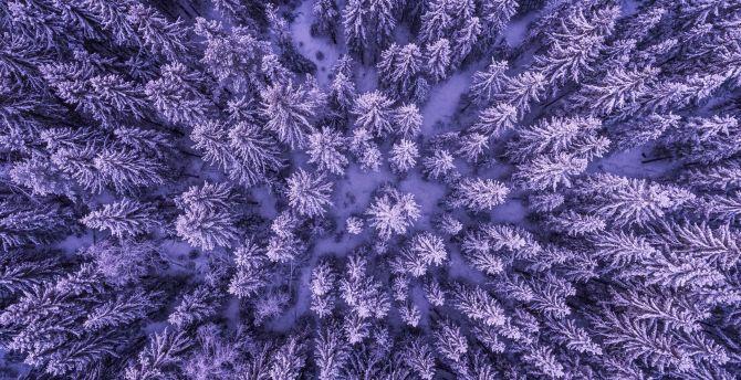 670x344 Wallpaper snowy forest, aerial view, snowfall, winter, trees desktop wallpaper, HD image, picture, background, 8af713