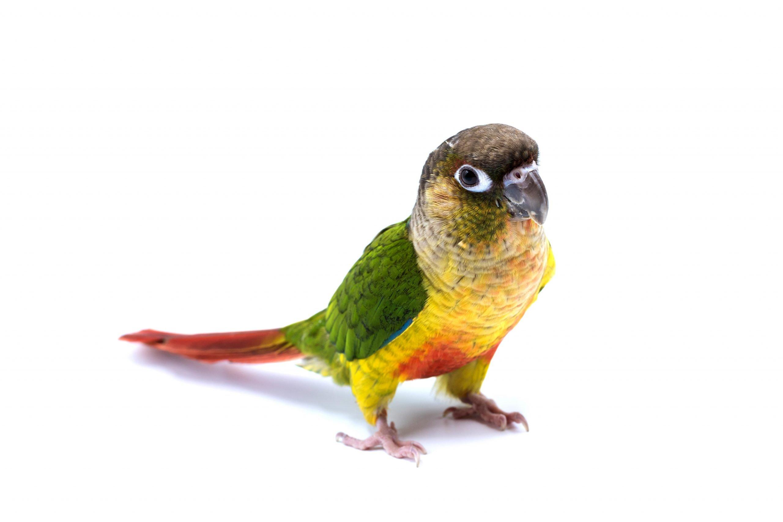 Green Cheek Conure Wallpapers - Top Free Green Cheek Conure Backgrounds