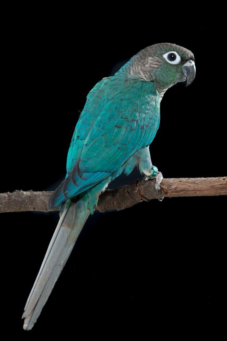 768x1151 Turquoise Green Cheek Conure. Pet Birds, Conure Parrots, Conure Bird