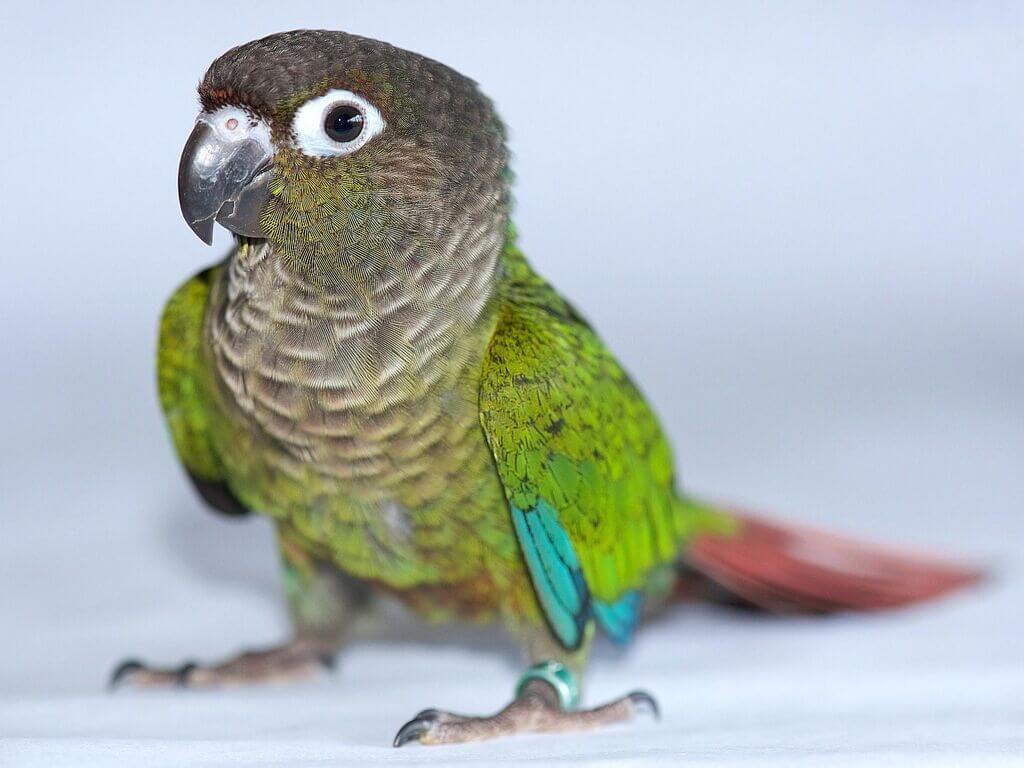 1024x768 Green Cheek Conure: All You Need to Know