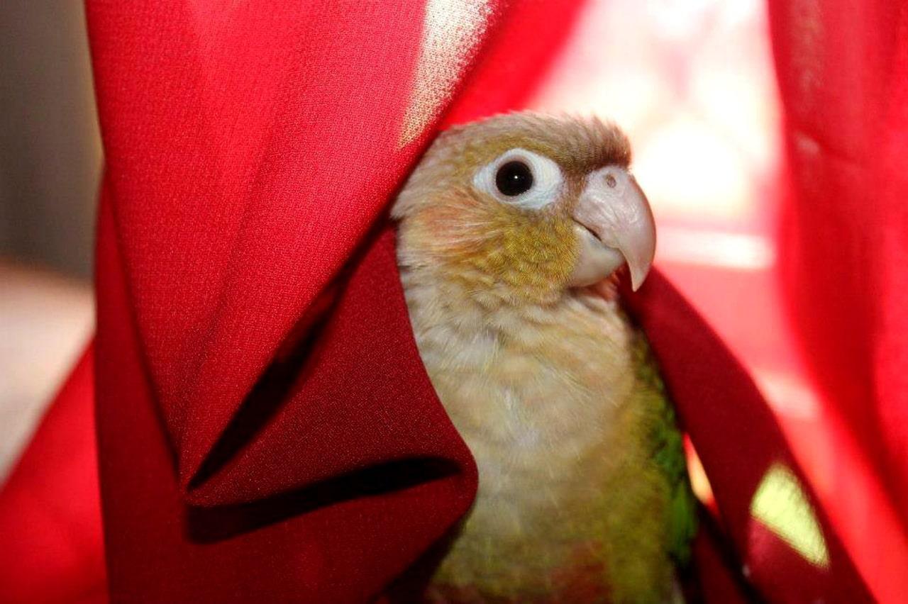 1280x852 Green cheek conure lifespan. How long do green cheek conures live?