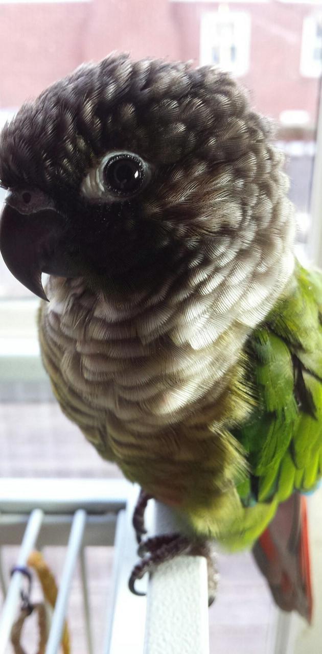630x1280 green cheeked conure wallpaper