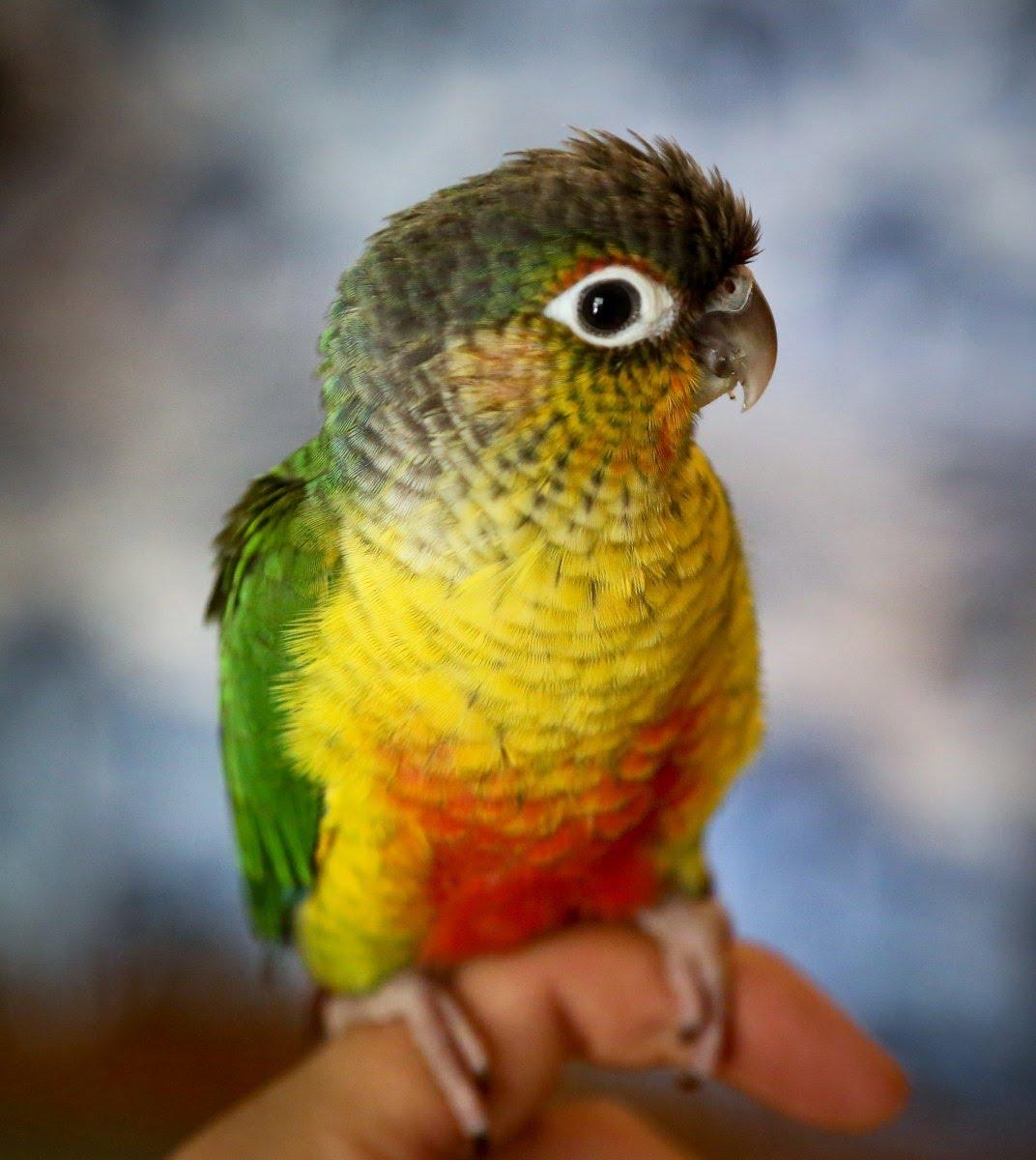 1072x1200 Green Cheeked Conure Facts, Habitat, Diet, Adaptations, Picture