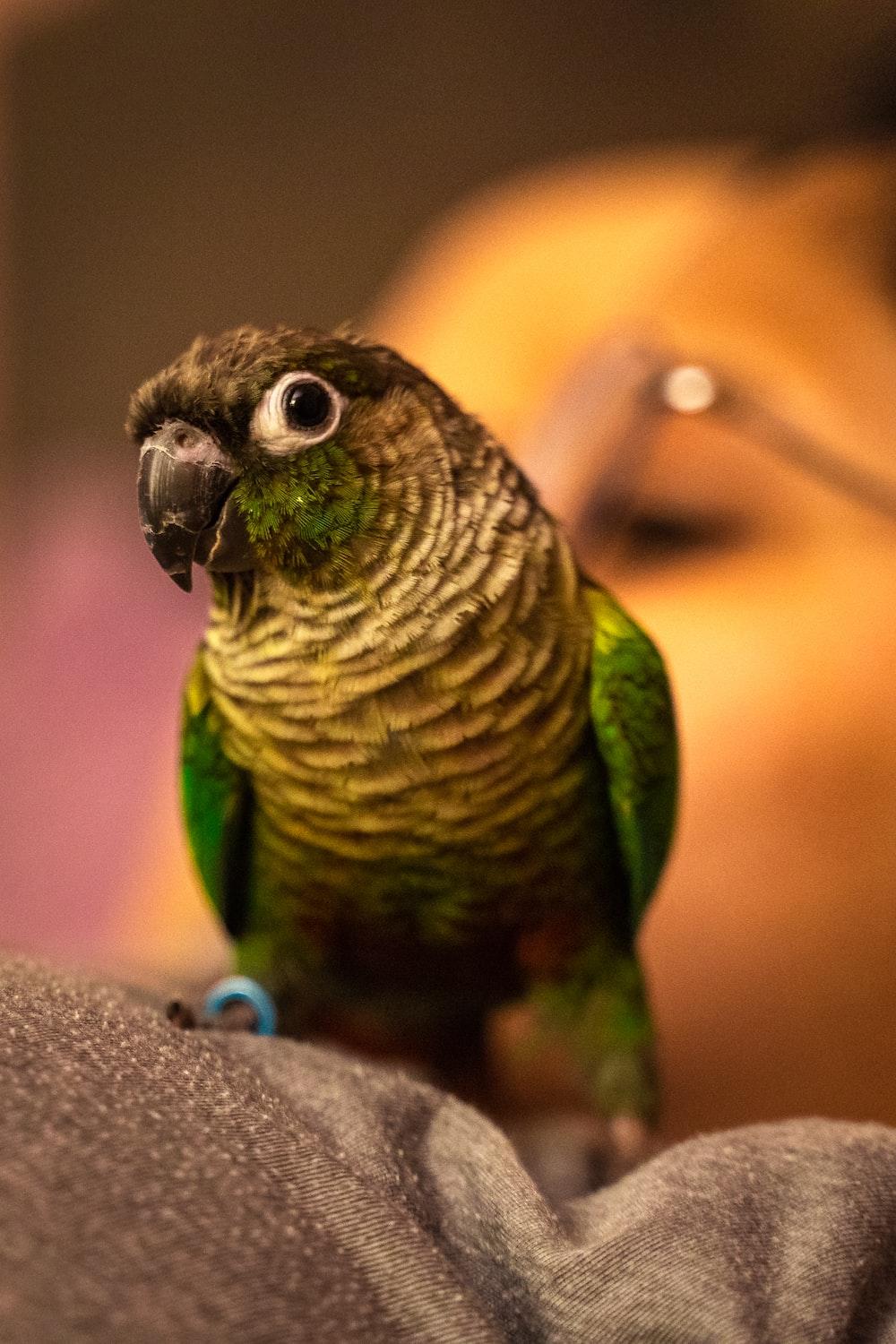 1000x1500 Conure Picture. Download Free Image