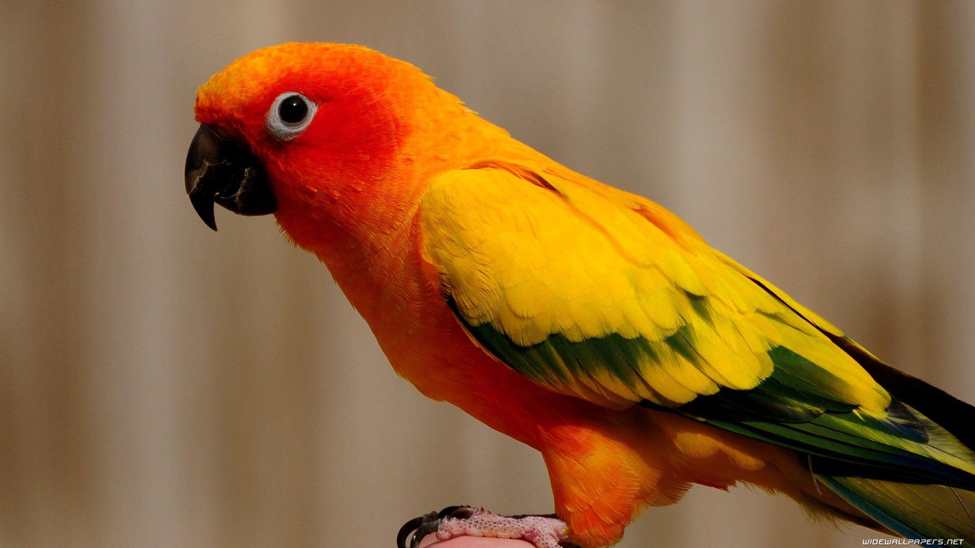 1920x1080 birds birds birds. Sun conure, Parrot wallpaper, Conure parrots